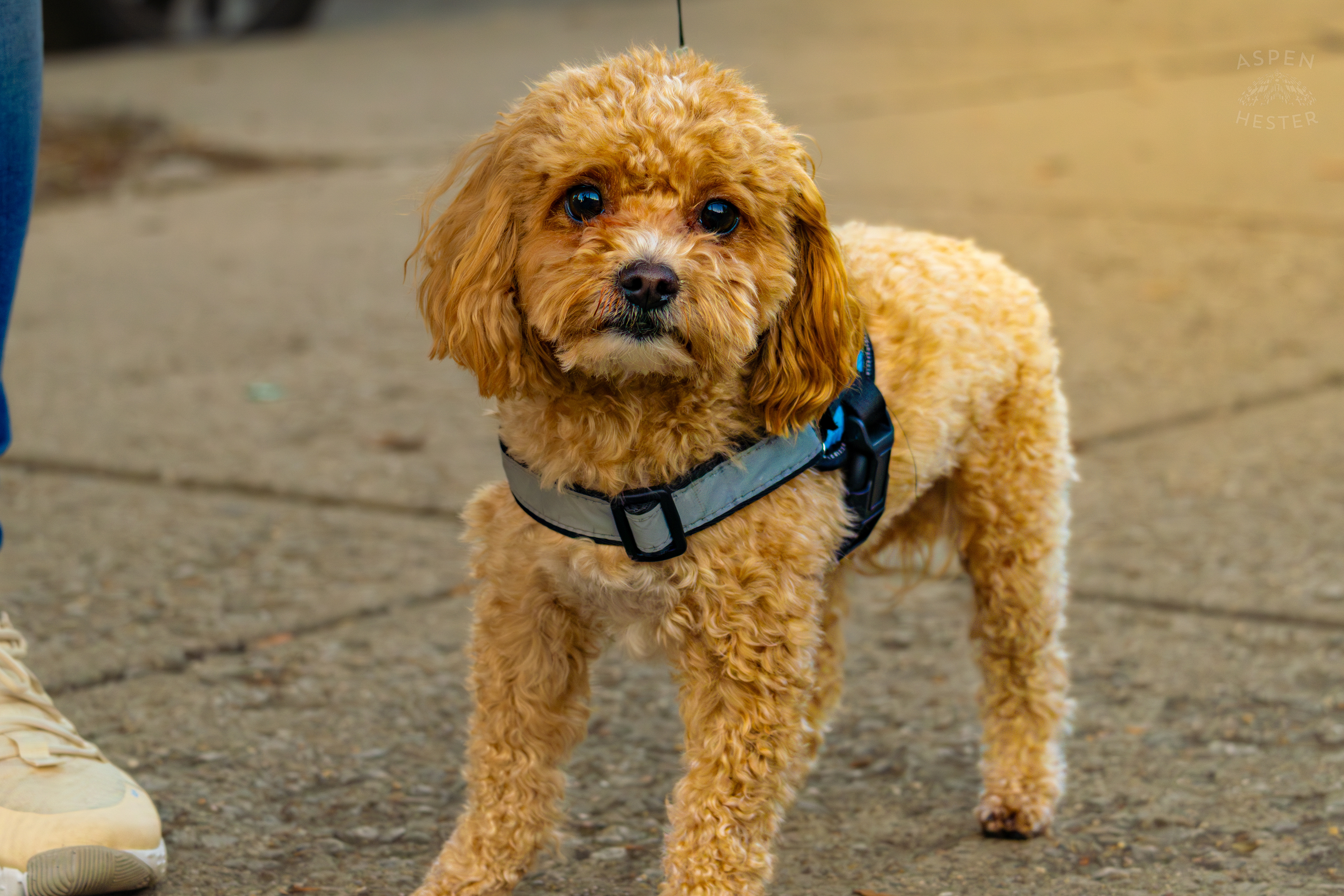 Dog Out for A Walk In Nulu on A Saturday Evening. November 14th, 2024/Aspen Hester