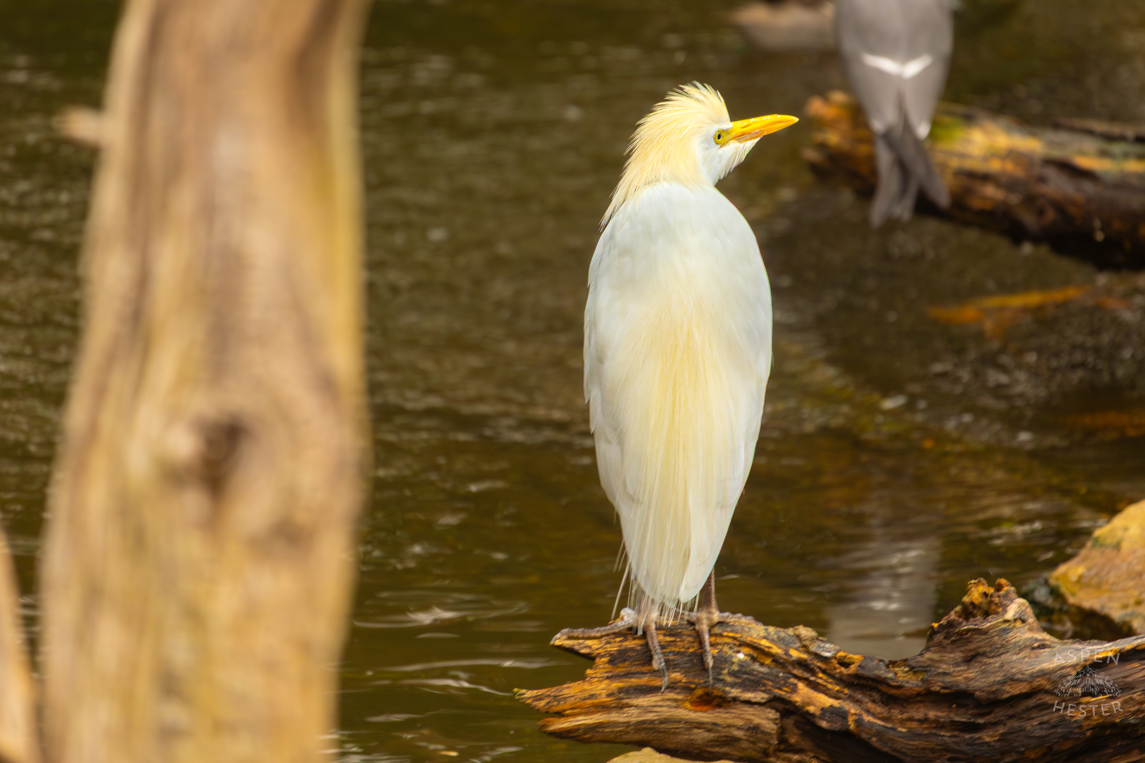 An Eastern Cattle Egret Hangs Out Near The Cool Waters in The Wetlands Inside The National Aviary in Pittsburgh Pennsylvania. February 26th, 2025/Aspen Hester