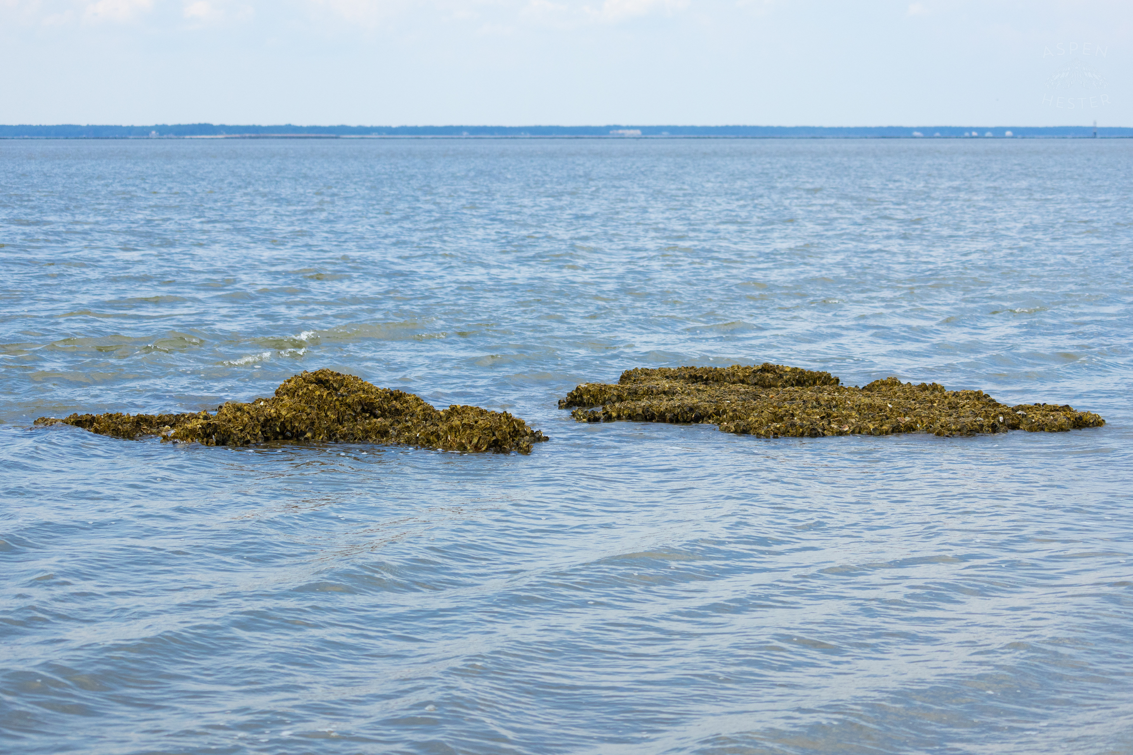 Oyster Reef Poking Through Low Tide On Tybee Island Georgia. June 24th, 2024/Aspen Hester