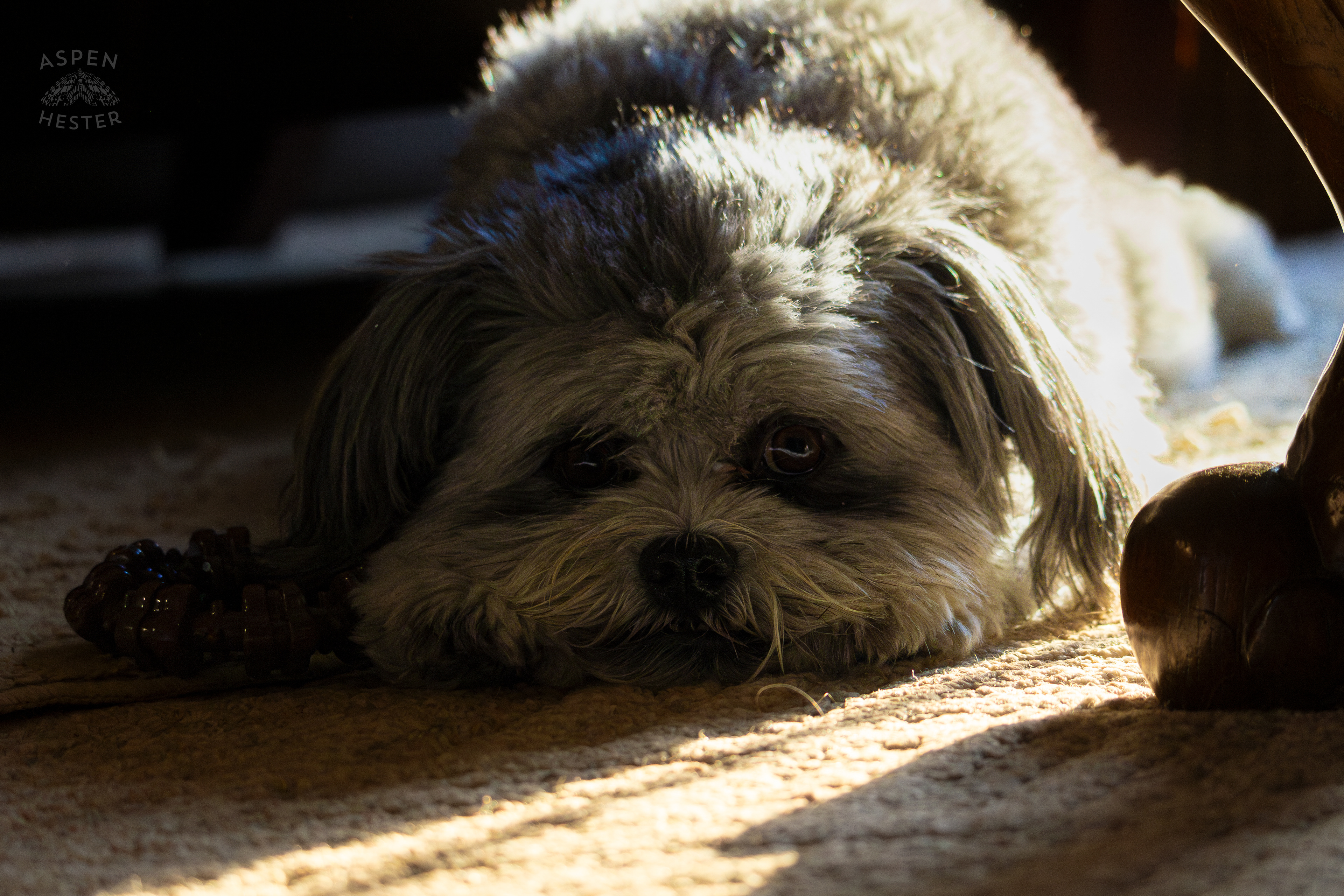 My Girl Mabel Resting In The Sun. November 11th, 2024/Aspen Hester