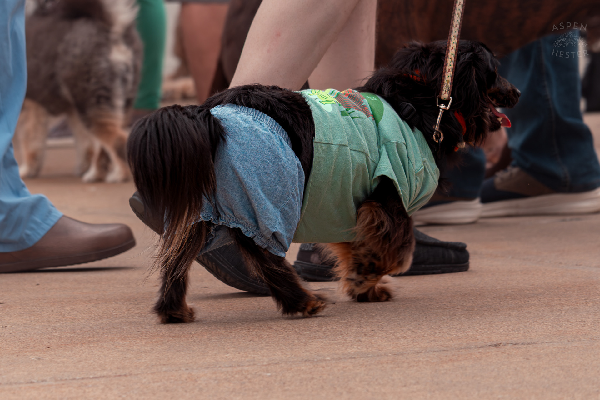 A Long Haired Chihuahua Struts Along in Shorts and A Tee Shirt at Westport Village’s 5th Annual Puppy Palooza. April 19th, 2025/Aspen Hester