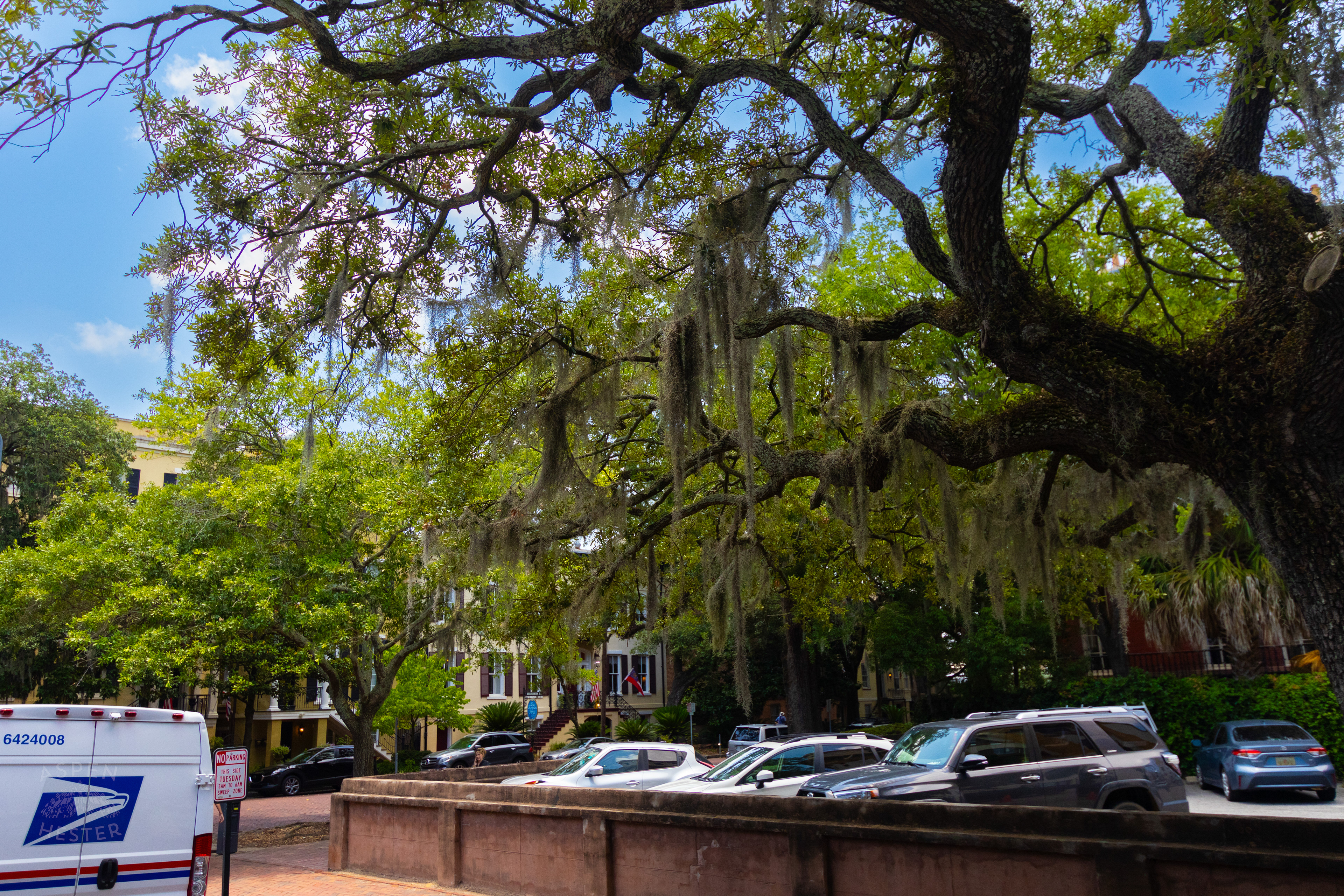 Oak Tree and Spanish Moss in Savannah Georgia. June 26th, 2024/Aspen Hester