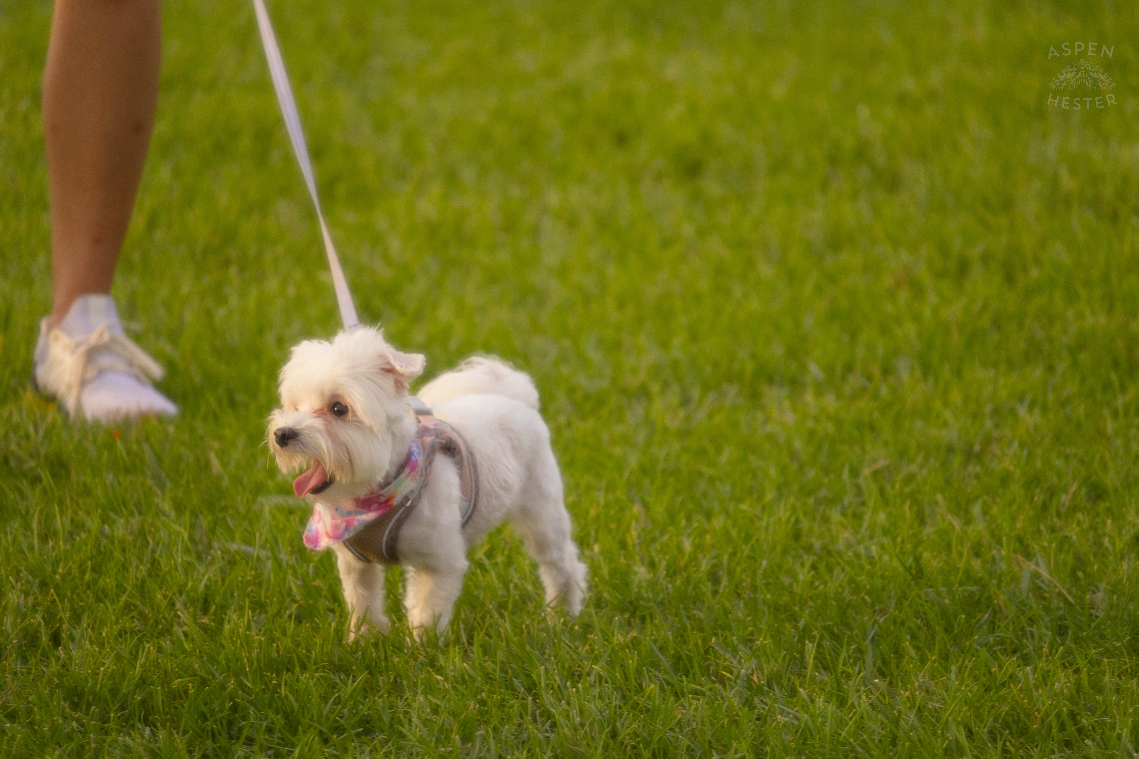 Everyone is Allowed to Enjoy the Fun at Waterfront Park 4th of July. July 4th, 2024/Aspen Hester