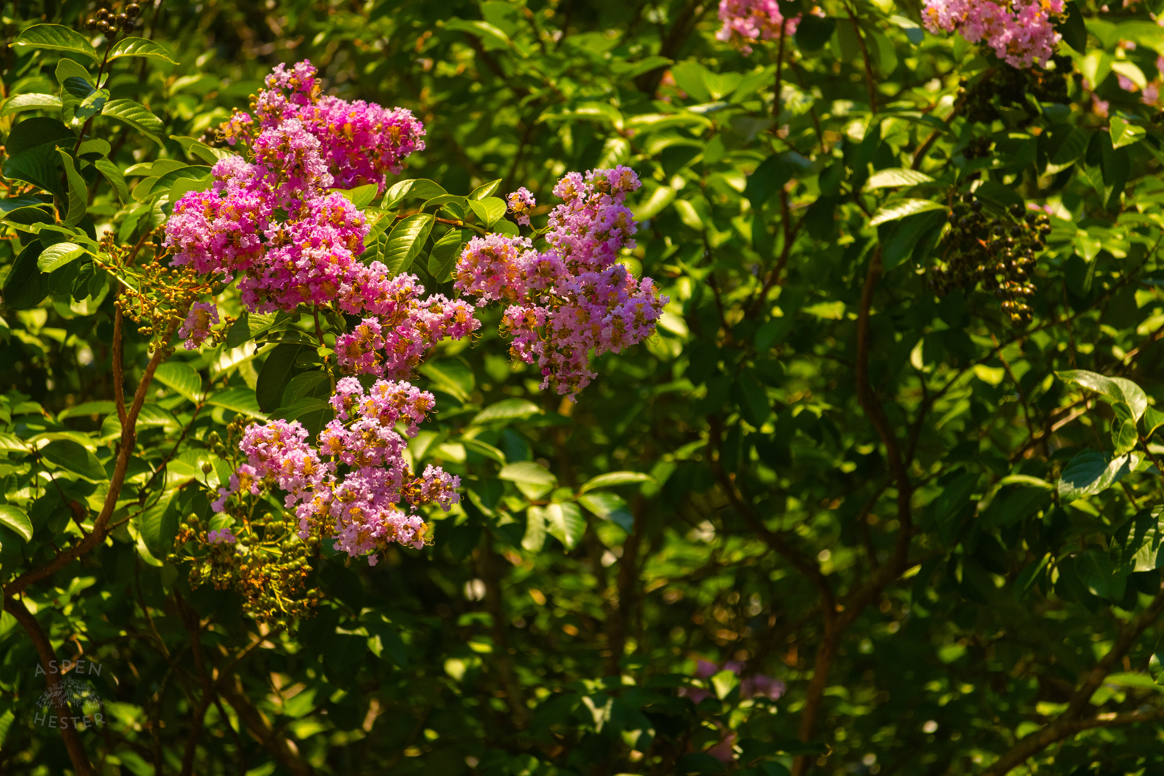 Crepe-Myrtle Flowers in Savannah Georgia. June 26th, 2024/Aspen Hester