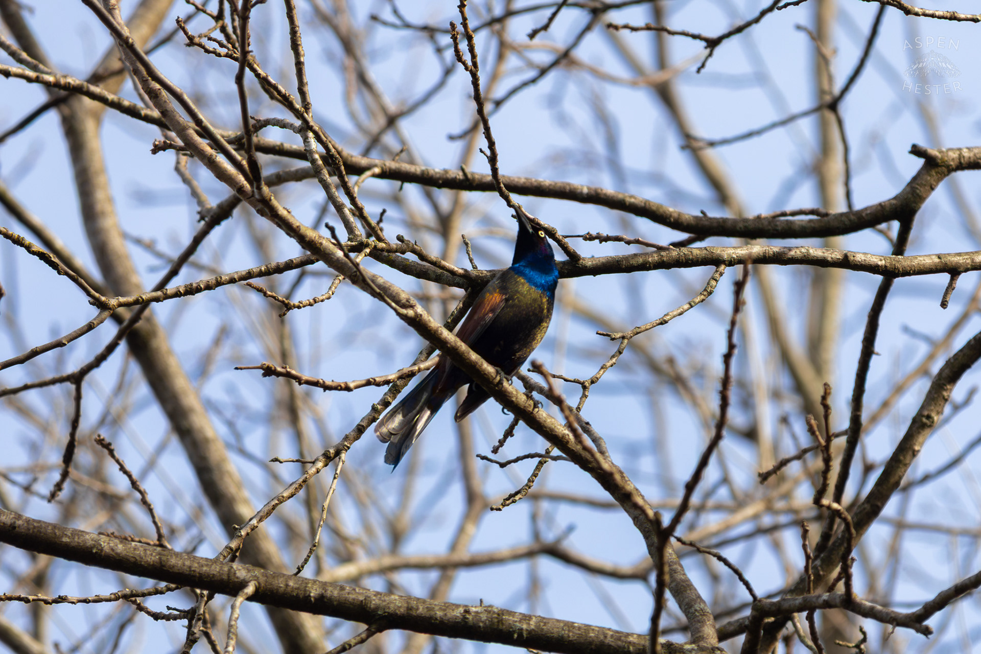 A Common Grackle Perches High in The Branches of My Neighbor's Yard. March 29th, 2026/Aspen Hester