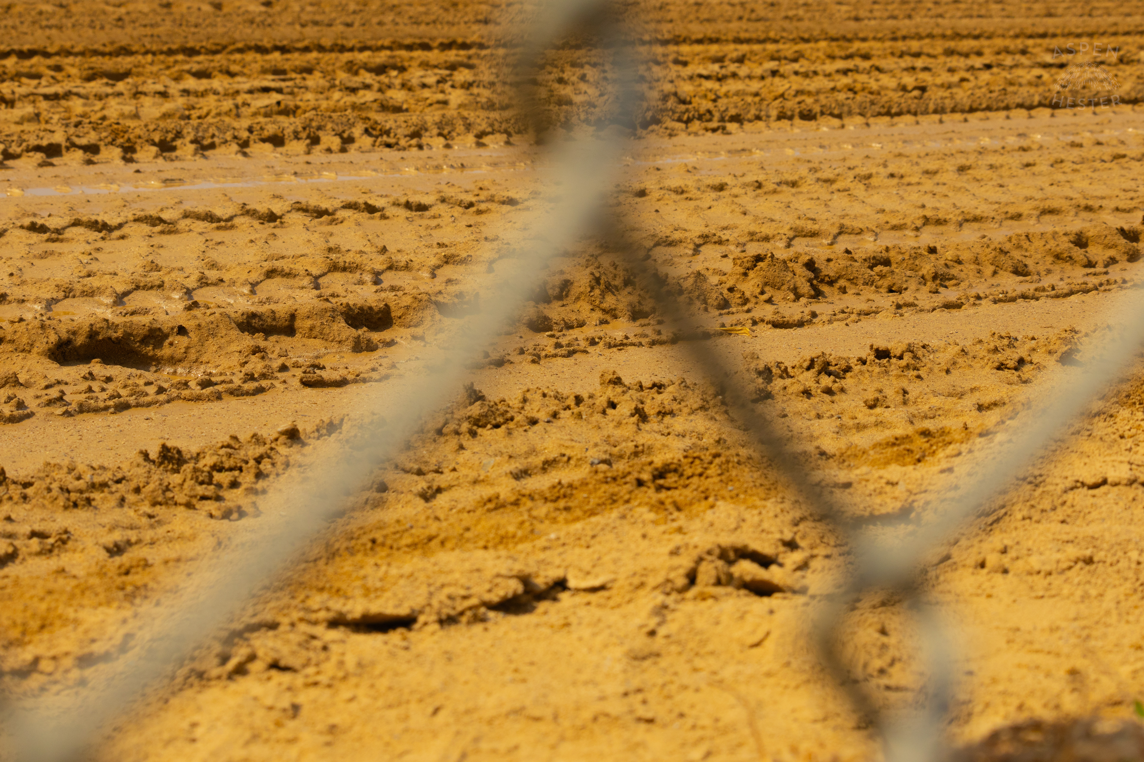 Fresh Tire Tracks on Churchill's Track. June 21st, 2024/Aspen Hester