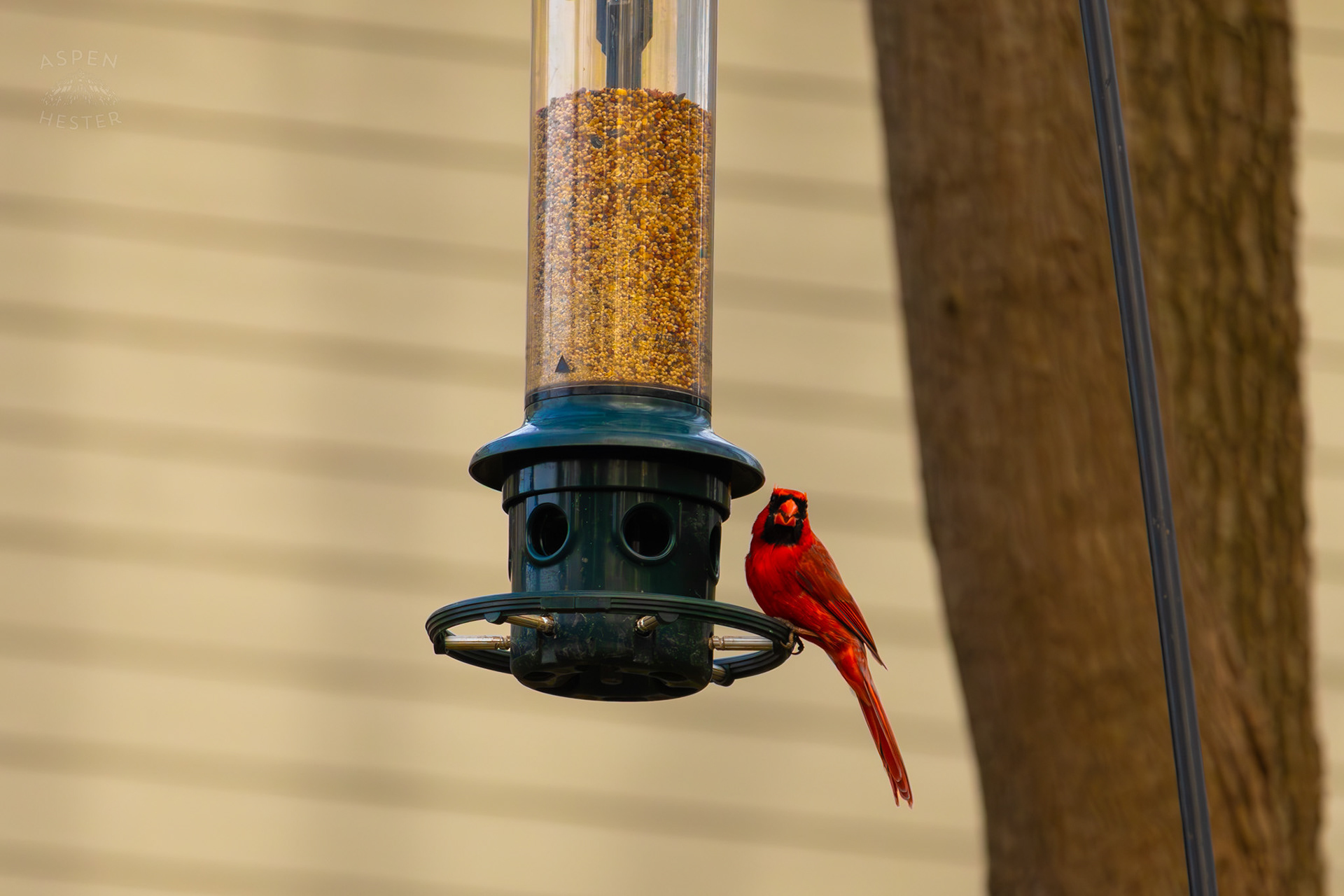 A Male Cardinal Eats From A Birdfeeder in My Neighbor's Yard. March 29th, 2026/Aspen Hester