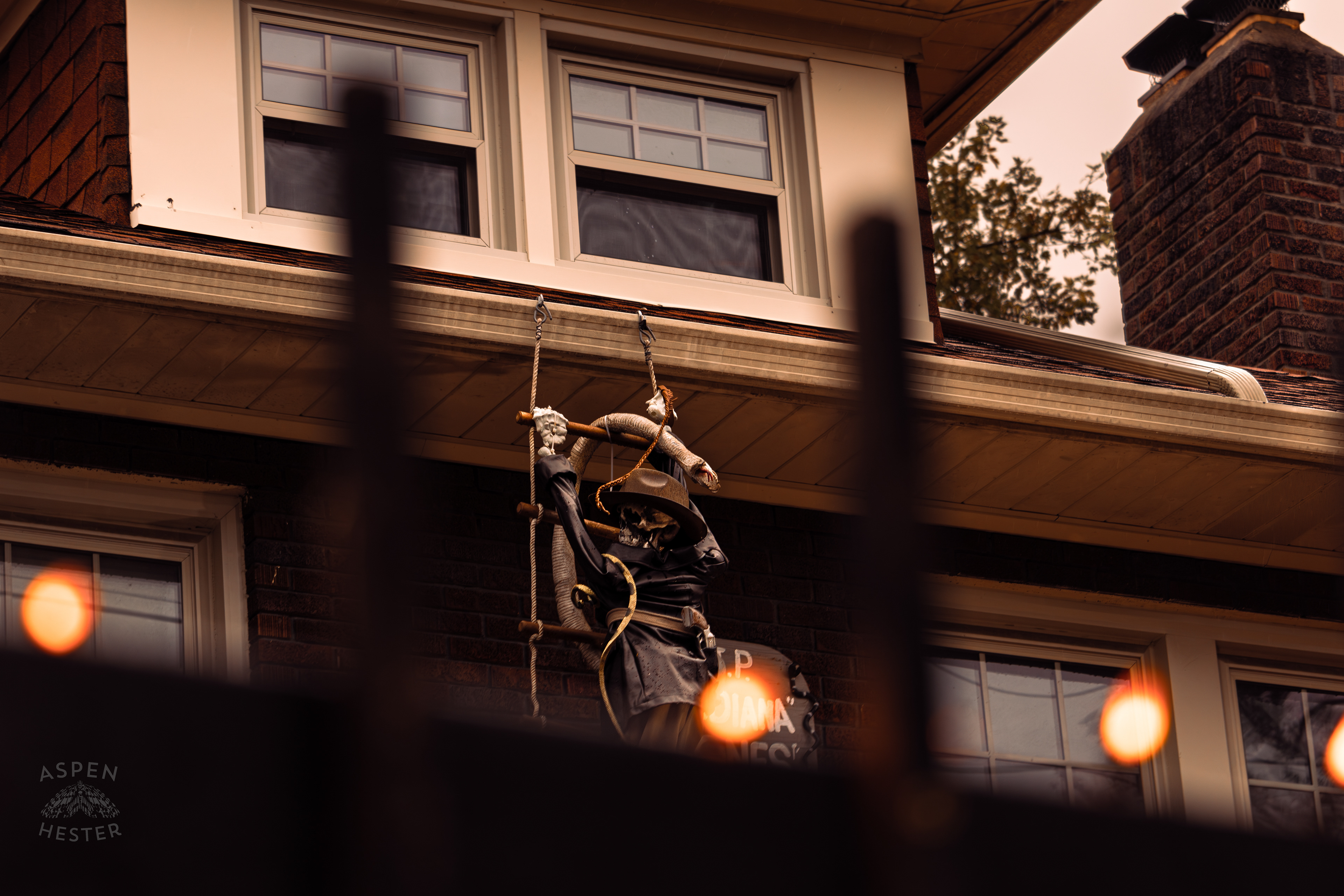 Indiana Jones Long After He Lost A Fight With A Cobra Along Hillcrest Avenue on Halloween Night. October 31st, 2024/Aspen Hester