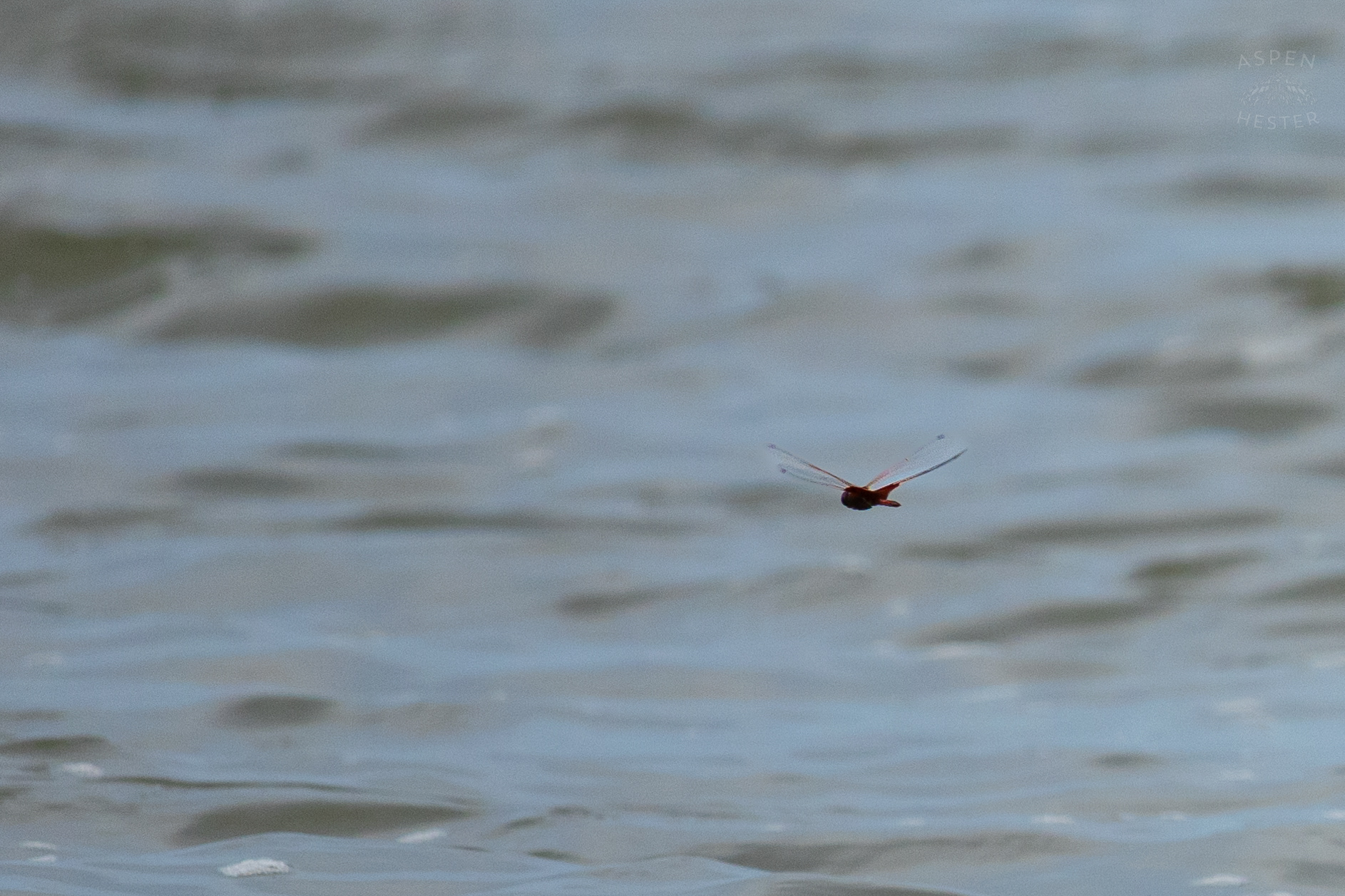 Dragonfly Buzzing Around Tybee Island Georgia. June 24th, 2024/Aspen Hester