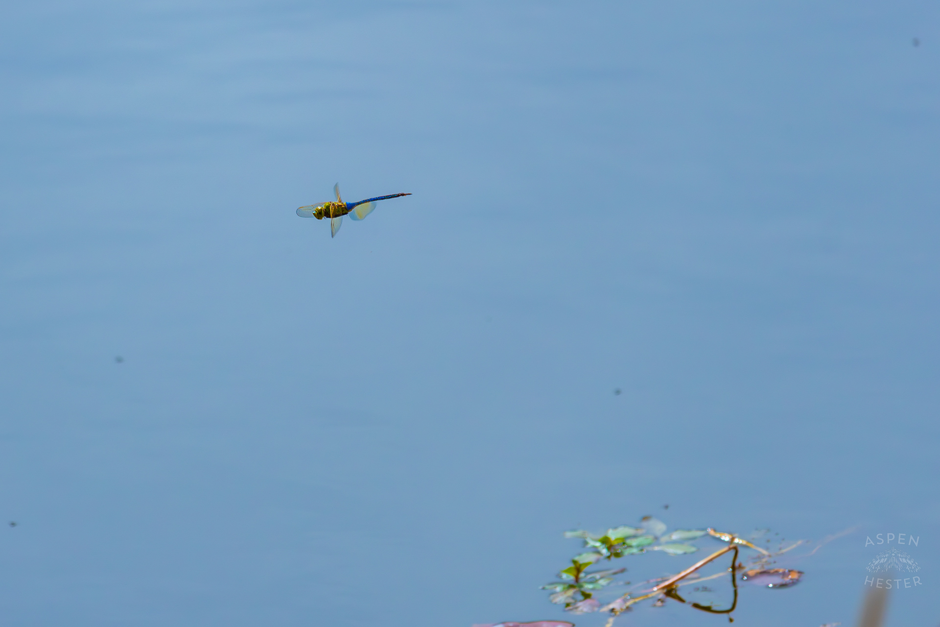 Emperor Dragonfly Zips Over Tom Wallace Lake Inside Jefferson Memorial Forest. September 3rd, 2024/Aspen Hester