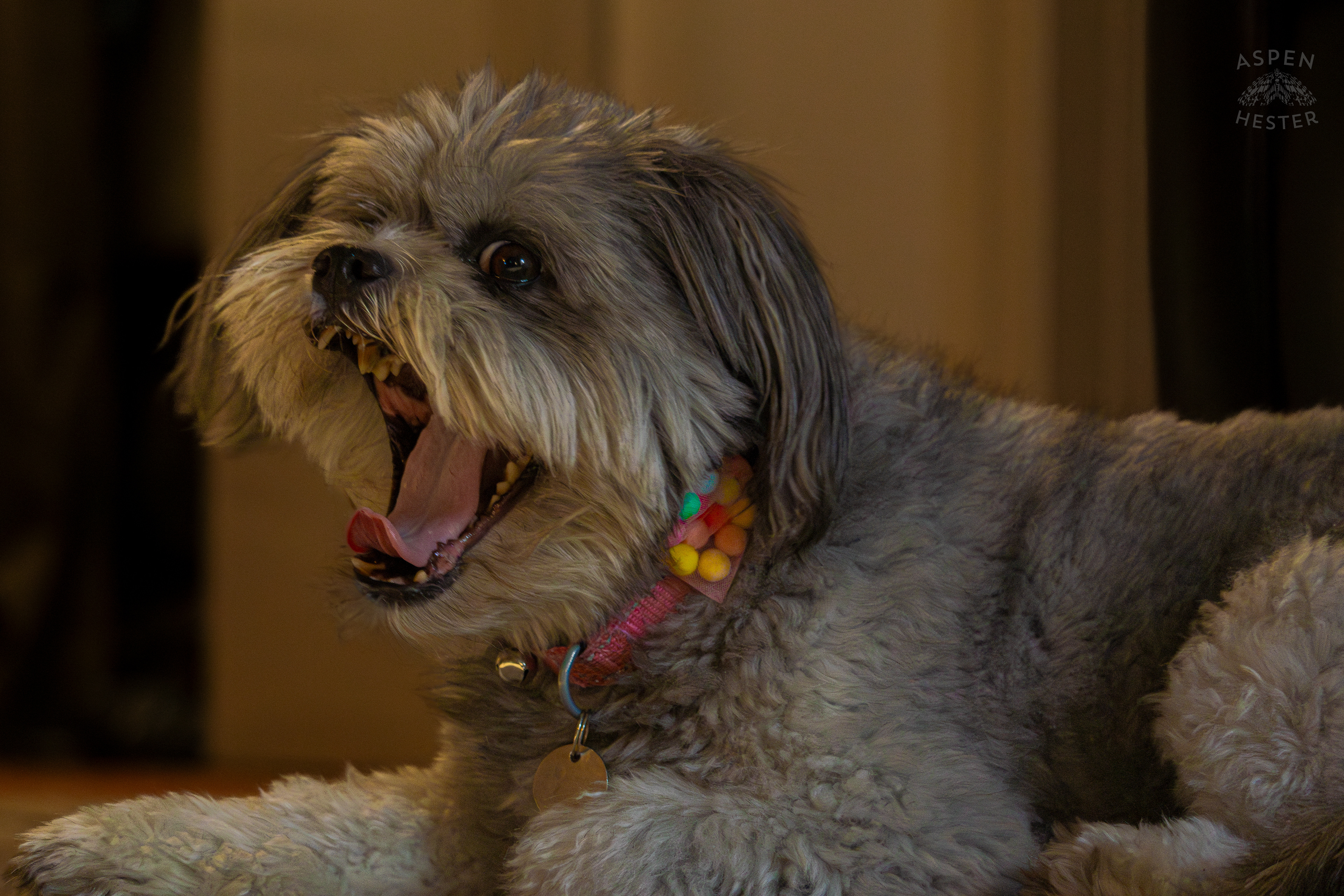 My Girl Mabel Yawning. November 11th, 2024/Aspen Hester