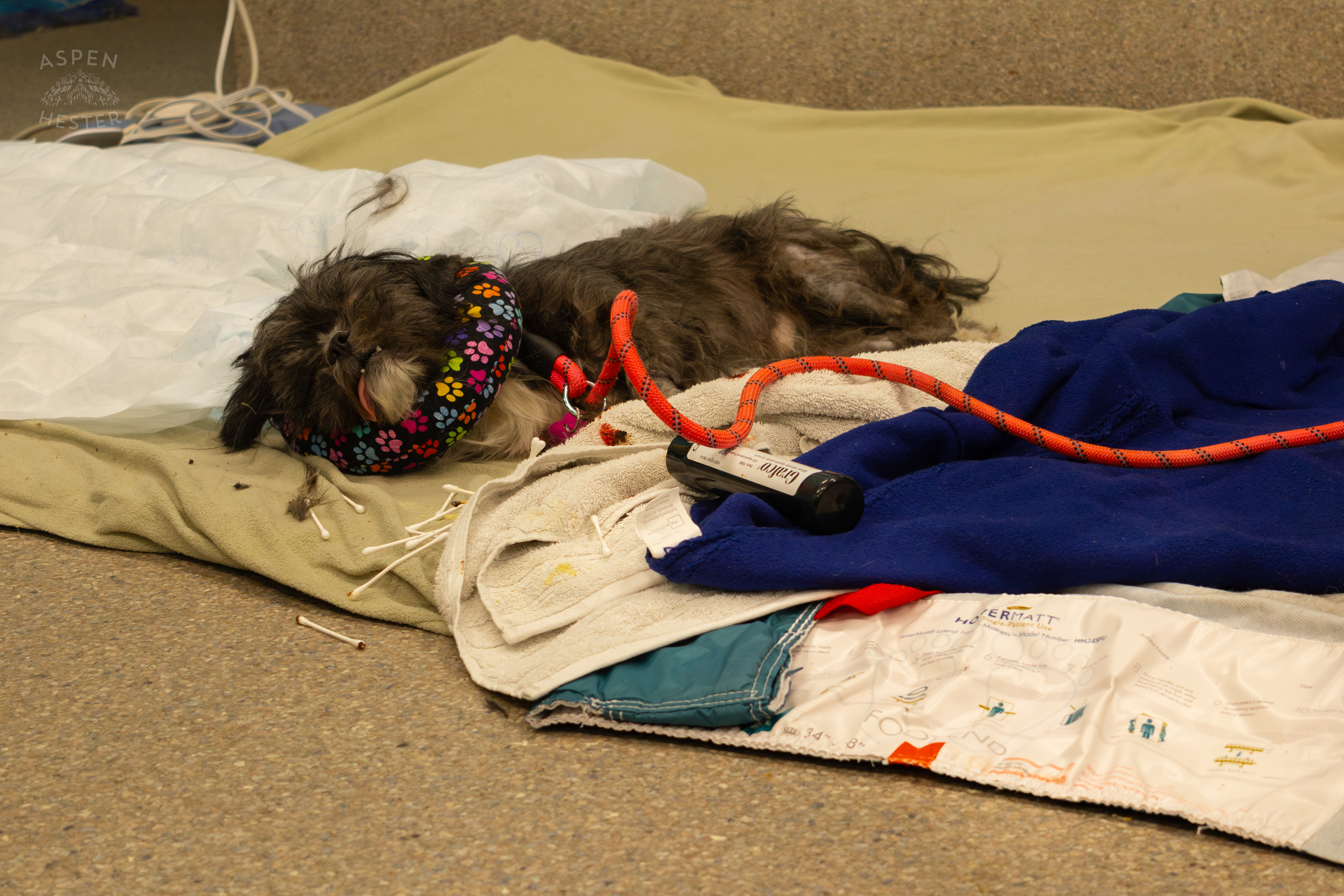 A Very Post-Op Dog During A Telethon that Raised $8000+ for Louisville Metro Animal Services. August 28th, 2024/Aspen Hester