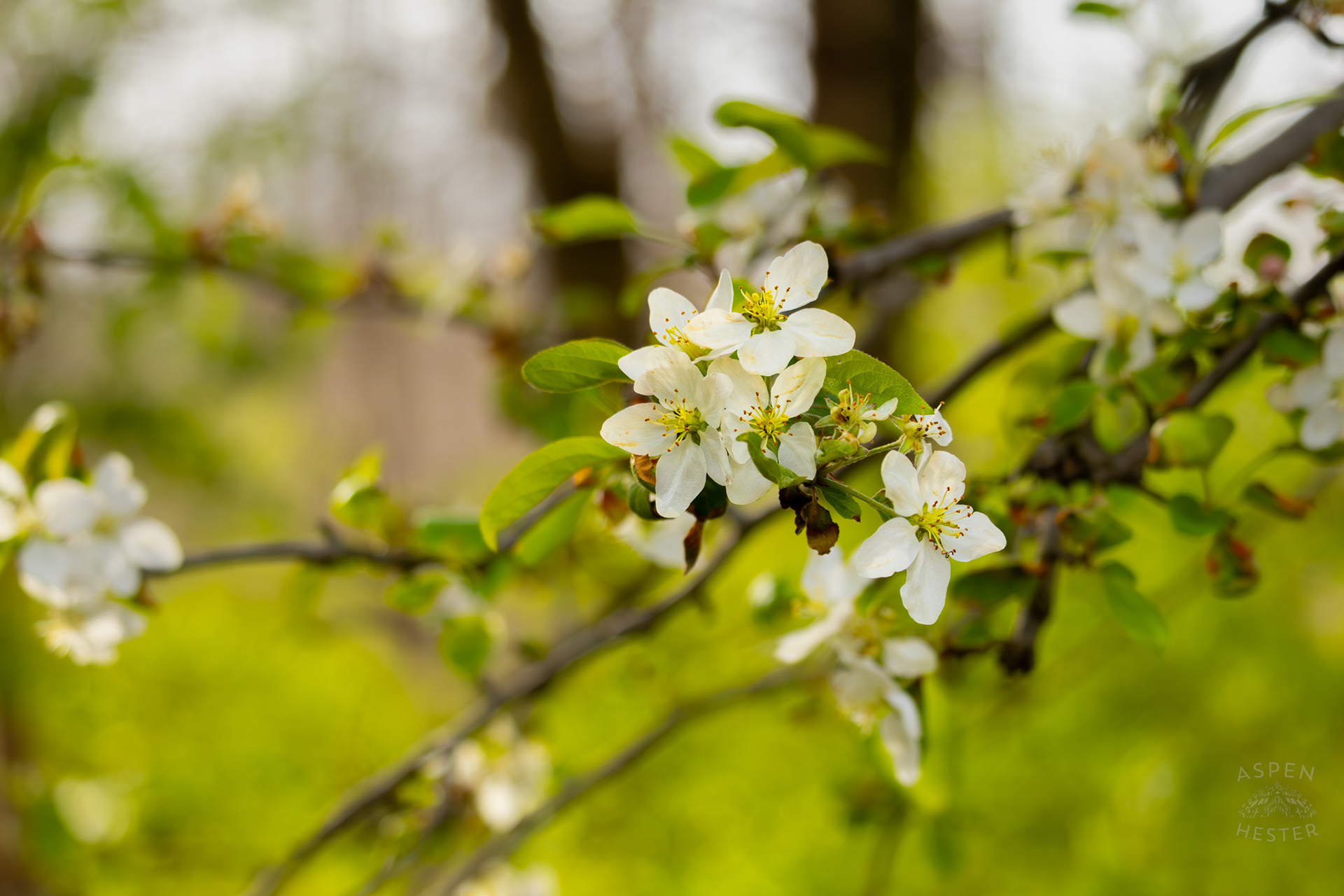 Flowering Blossoms in My Neighbor's Yard. March 29th, 2026/Aspen Hester