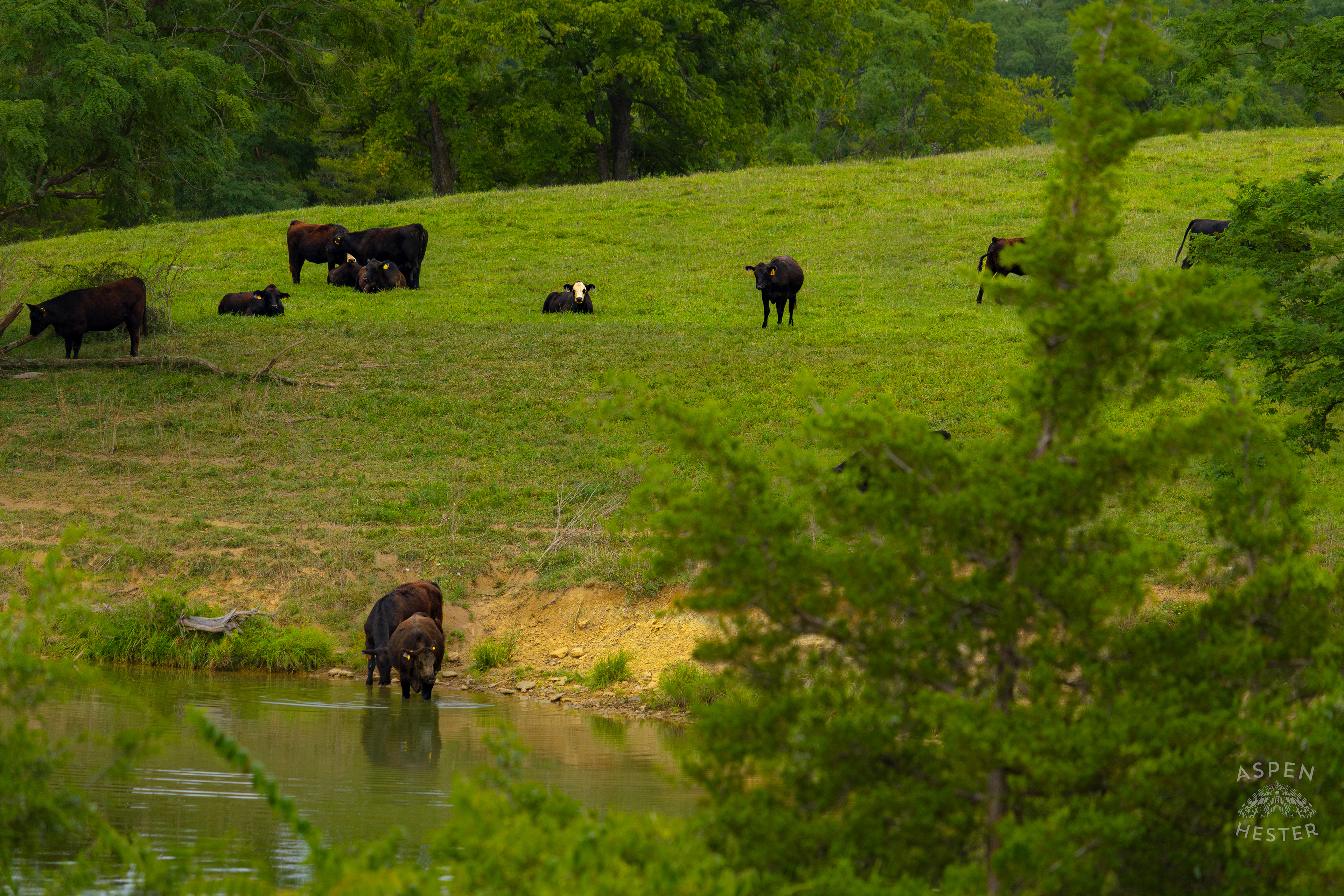 A Cow Grazing and Relaxing on the Shore of Reformatory Lake. August 12th, 2024/Aspen Hester