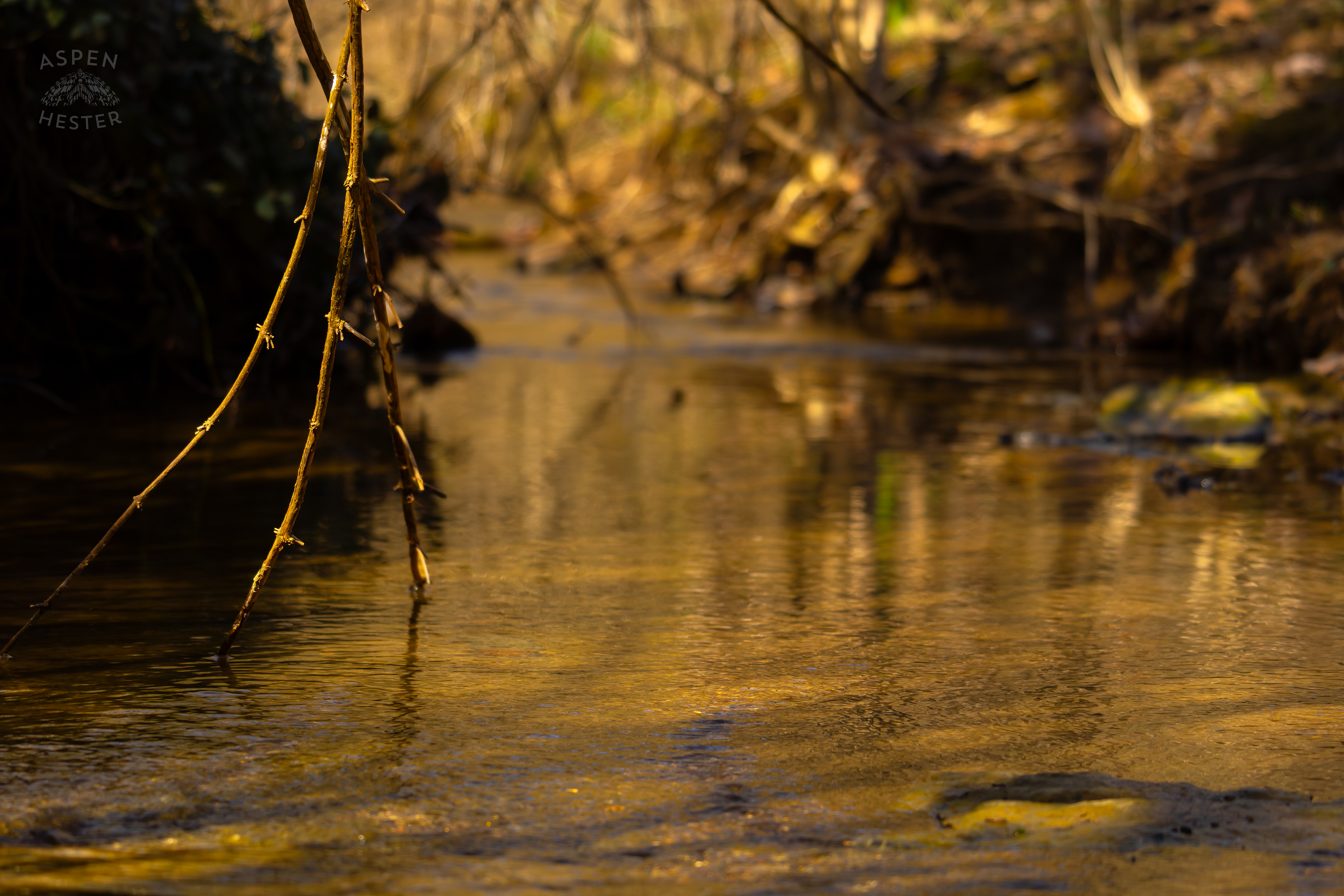 My Favorite Spot of Cedar Creek in Wendell Moore Park Right Before Spring. March 18th, 2025/Aspen Hester