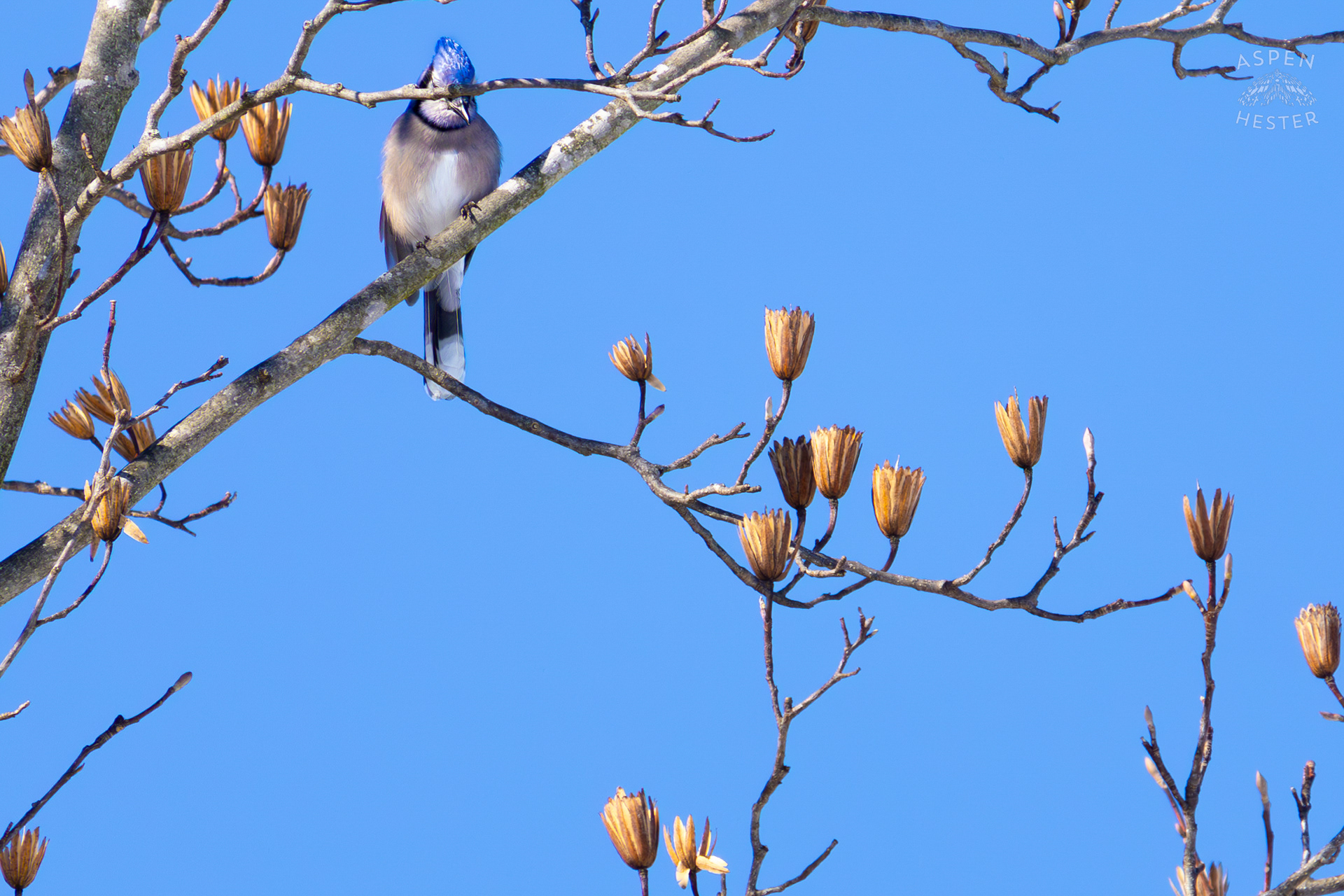 A Blue Jay Sits in A Tulip Tree in The Snowy Landscape of my Backyard. January 13th, 2025/Aspen Hester