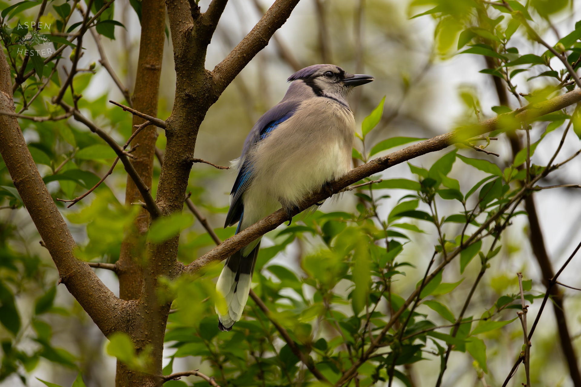 A Blue Jay Puffs Up Their Feathers in A Tree Top in Brown Park. April 14th, 2025/Aspen Hester 