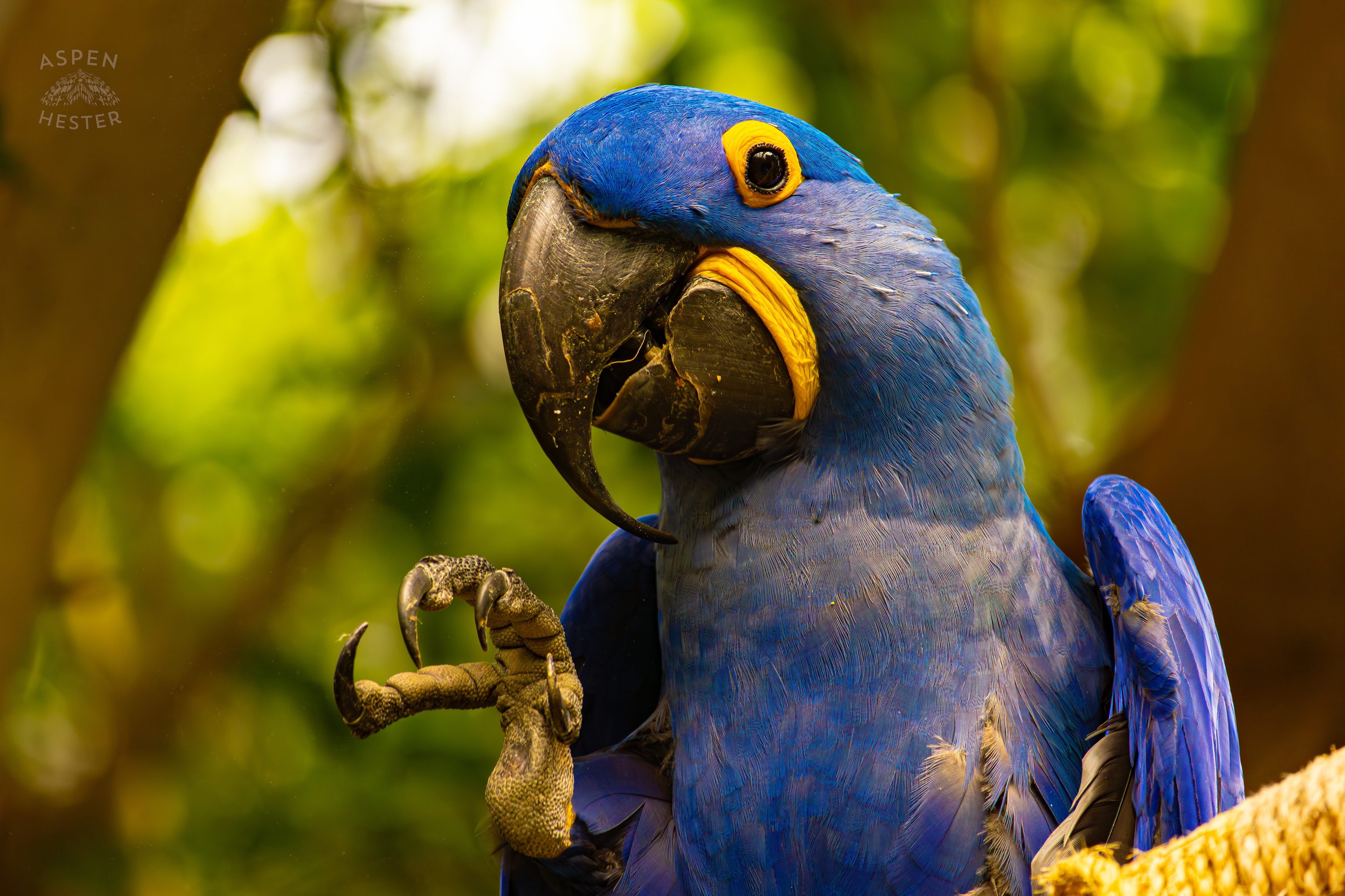 A Hyacinth Macaw Poses for My Camera High Up in The Rainforest Inside The National Aviary in Pittsburgh Pennsylvania. February 26th, 2025/Aspen Hester
