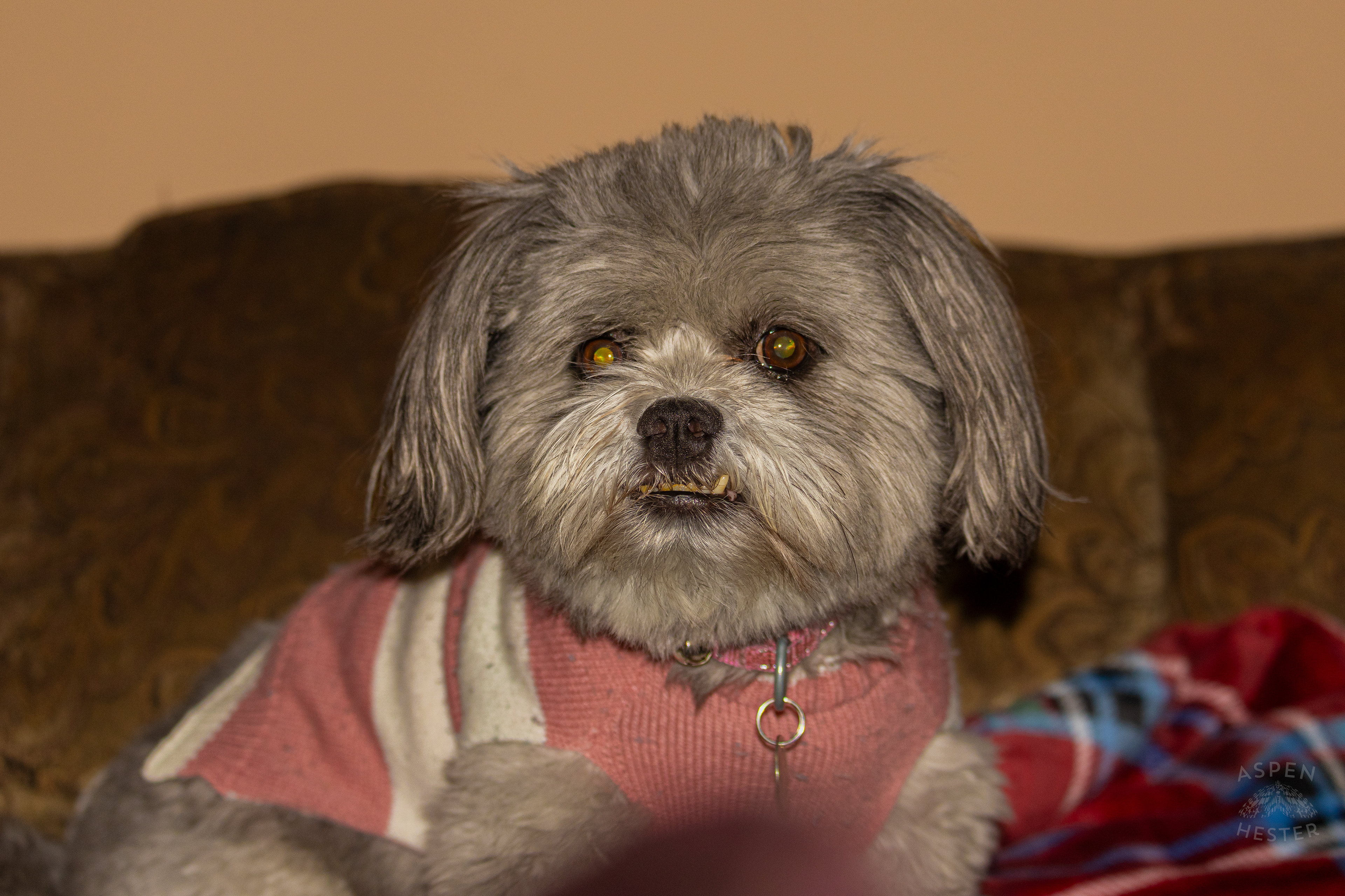 My Girl Mabel. November 11th, 2024/Aspen Hester