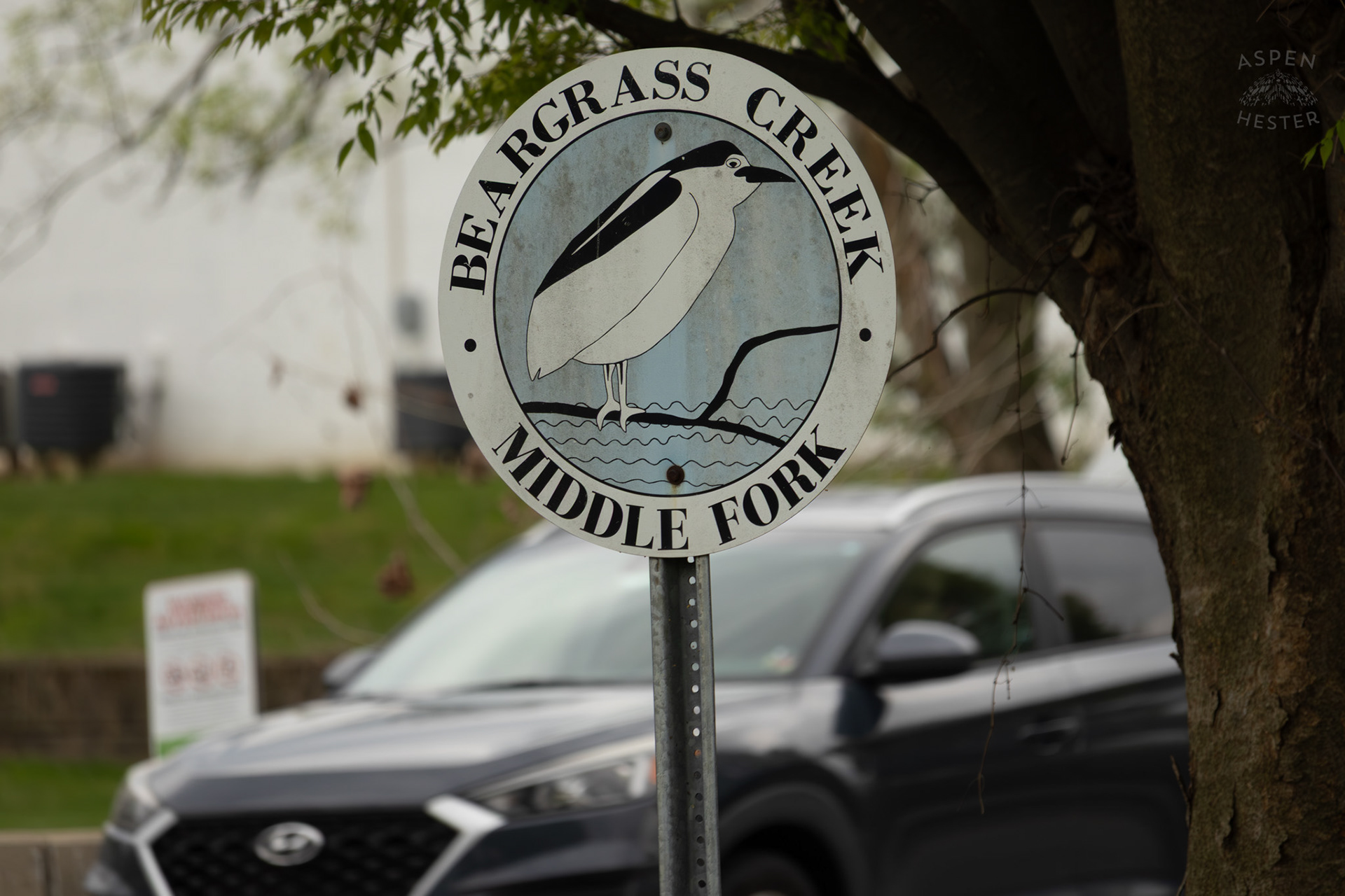 Middle Fork Beargrass Creek Where It Runs Through Brown Park. April 14th, 2025/Aspen Hester