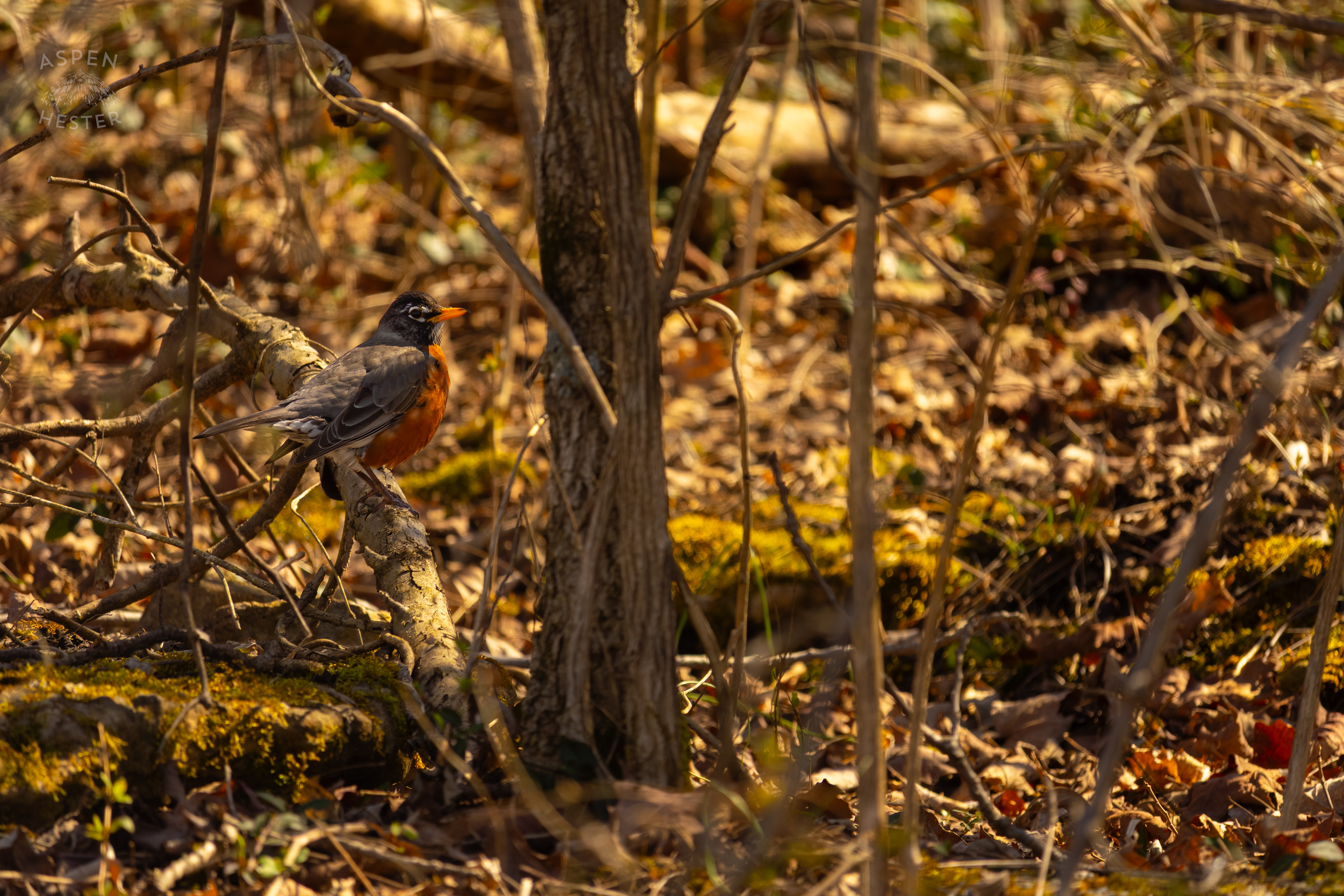 A Male Robin Perches on A Branch in Wendell Moore Park Right Before Spring. March 18th, 2025/Aspen Hester