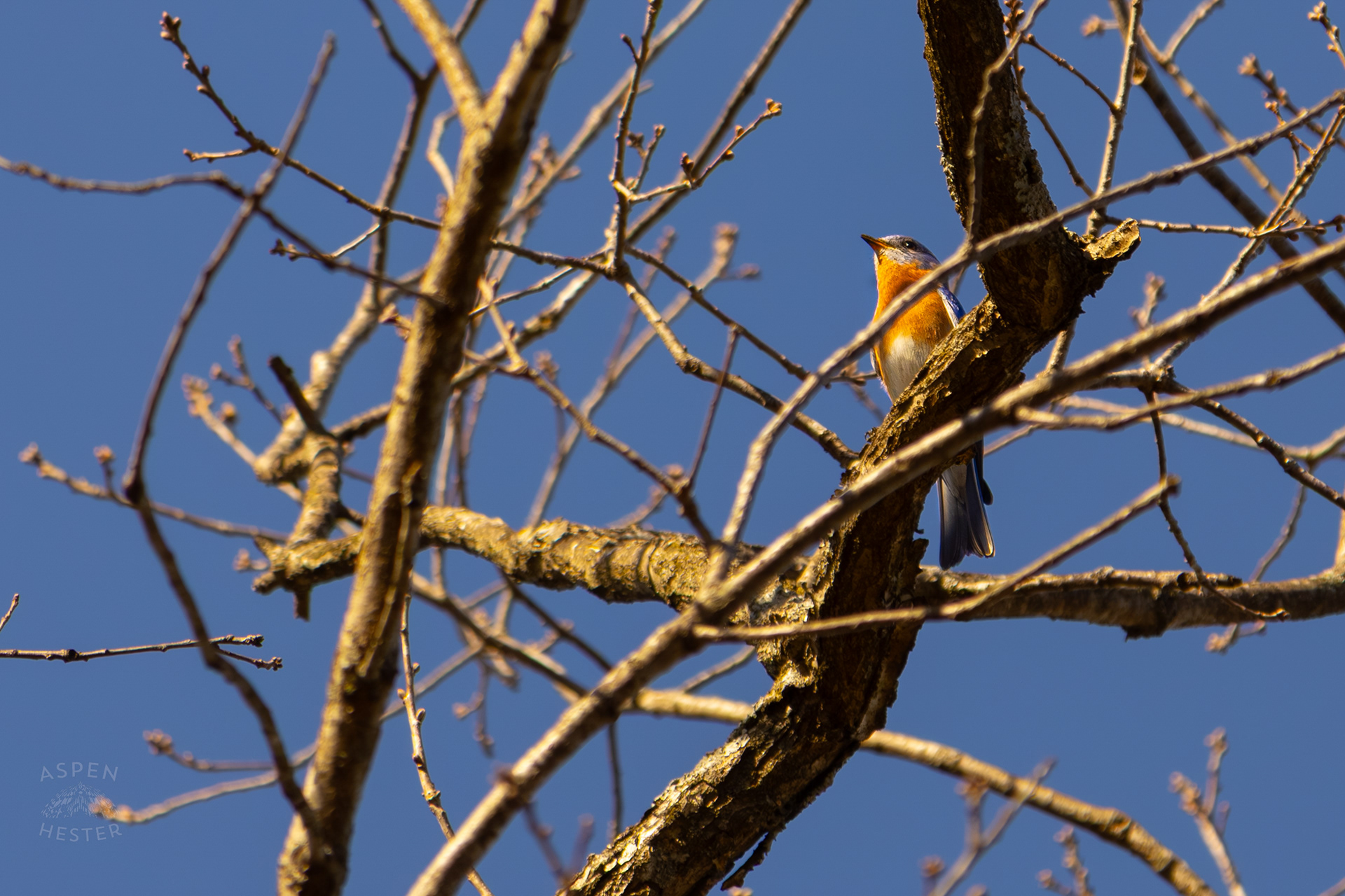 A Male Eastern Bluebird Sits High Up in A Tree in Wendell Moore Park Right Before Spring. March 18th, 2025/Aspen Hester