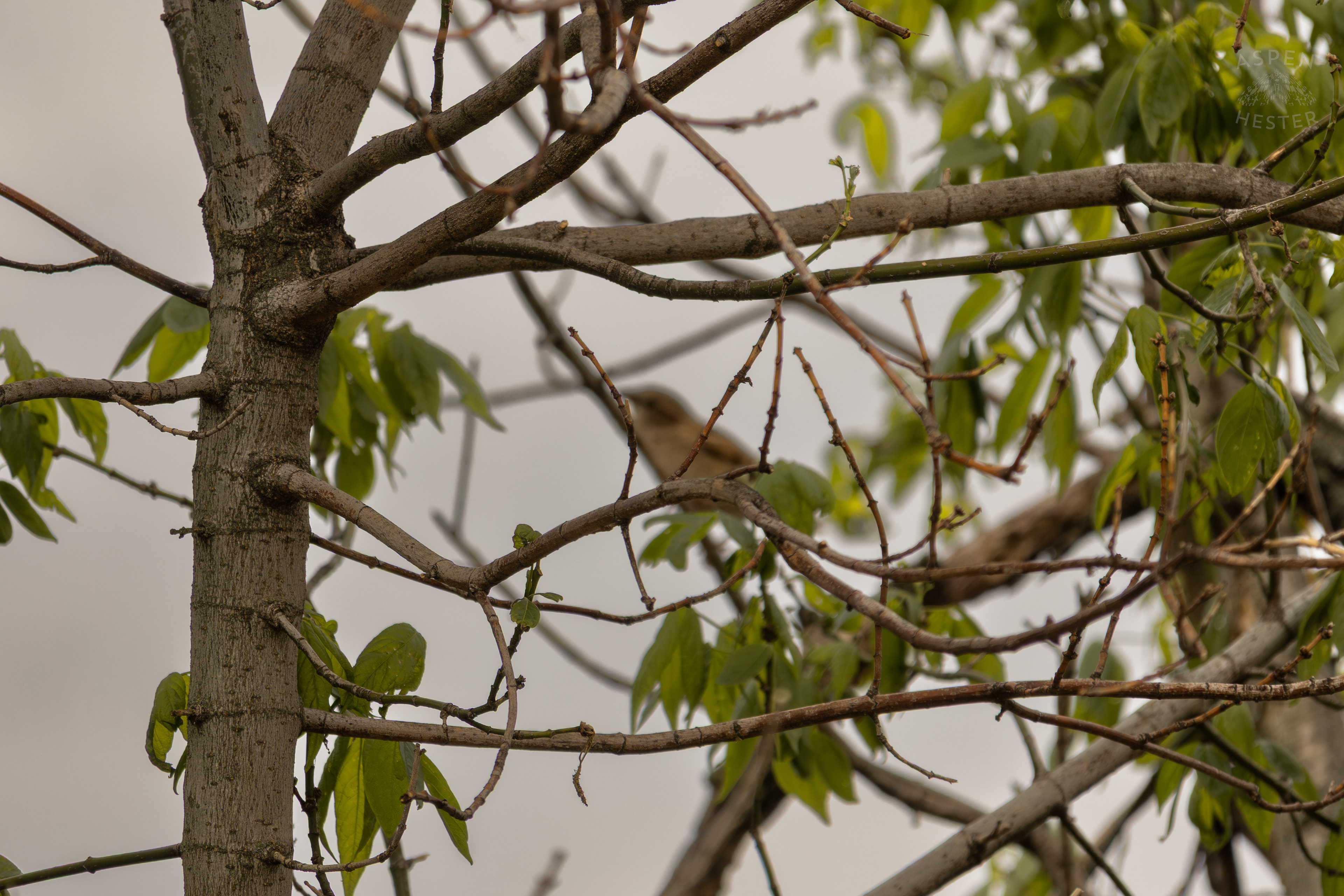 A Bird Rests Out of Focus on A Branch High in The Trees Above The Ohio River Water Amid The Historic Flooding in Utica Indiana. April 9th, 2025/Aspen Hester