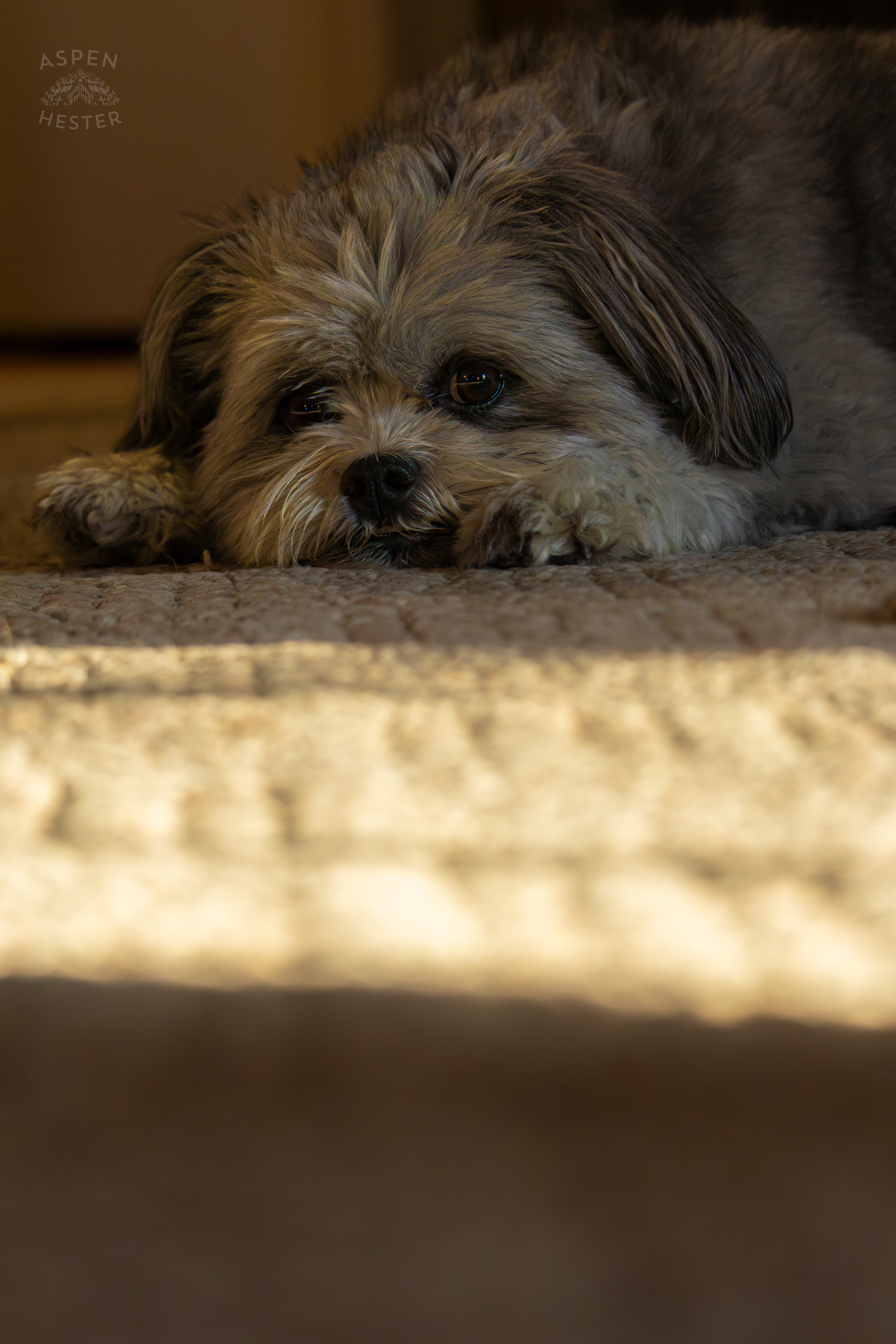 My Girl Mabel Resting. November 11th, 2024/Aspen Hester