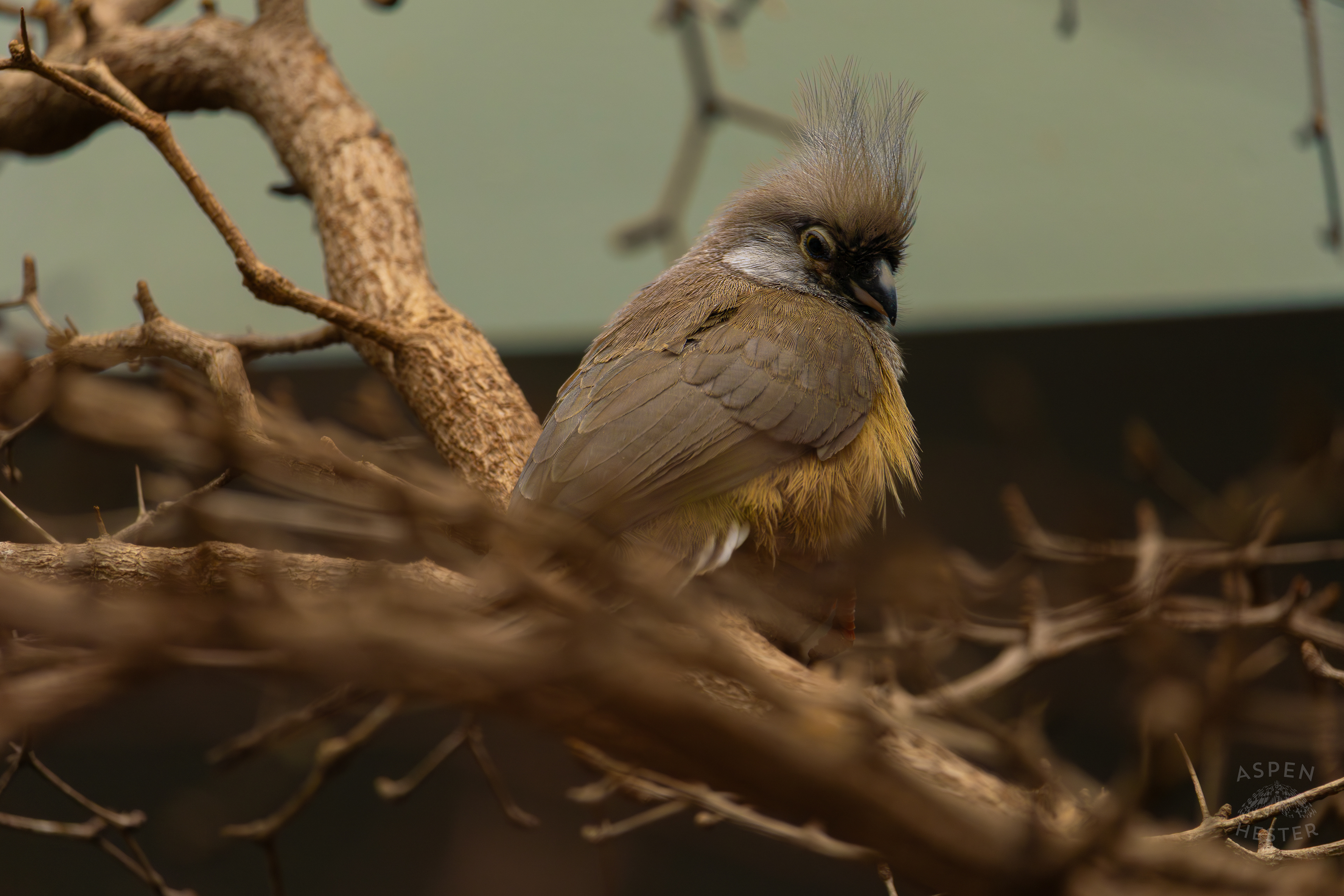 A Speckled Mousebird Chills in The Grasslands Inside The National Aviary in Pittsburgh Pennsylvania. February 26th, 2025/Aspen Hester