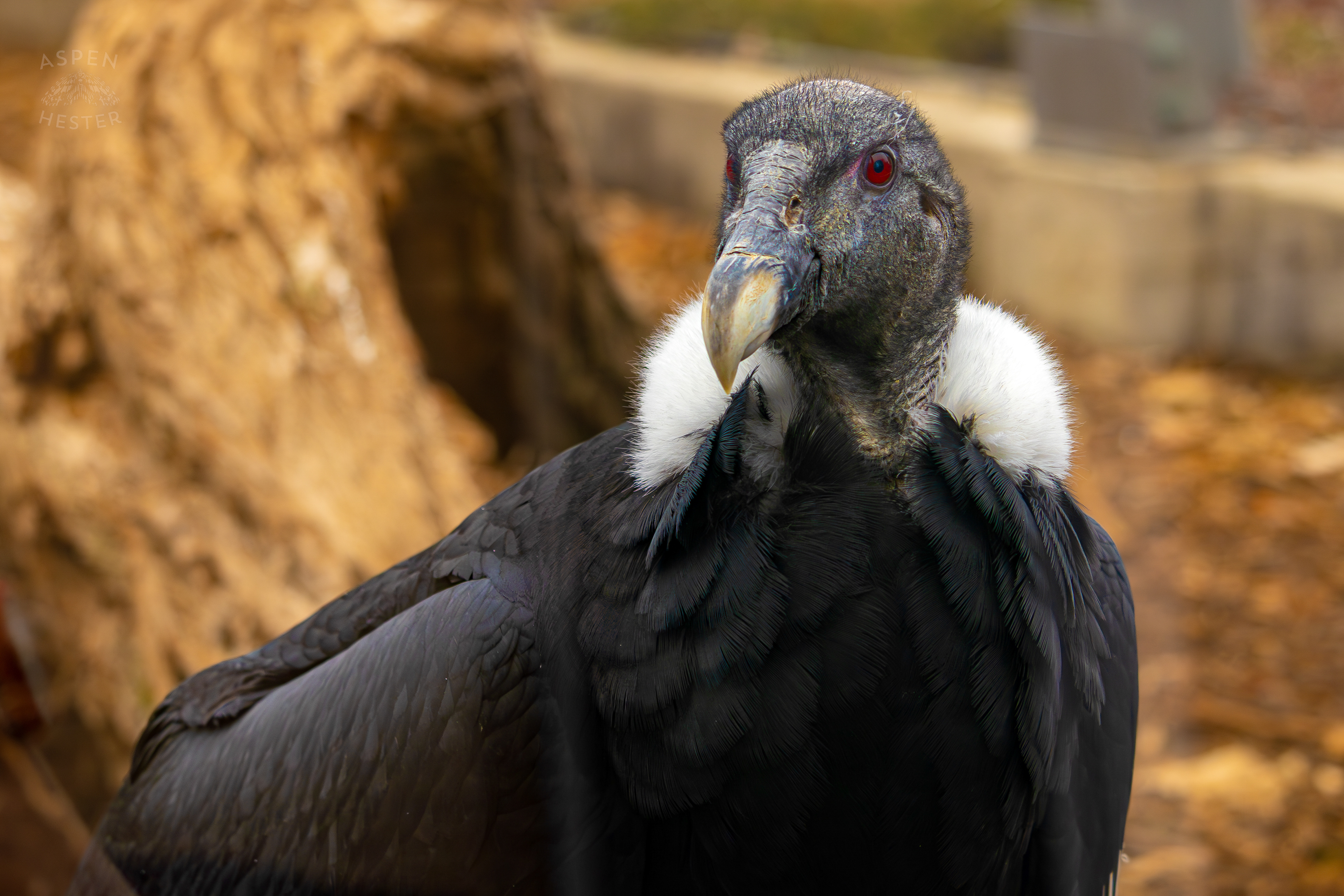 An Andean Condor Chilling in Condor Court Inside The National Aviary in Pittsburgh Pennsylvania. February 26th, 2025/Aspen Hester