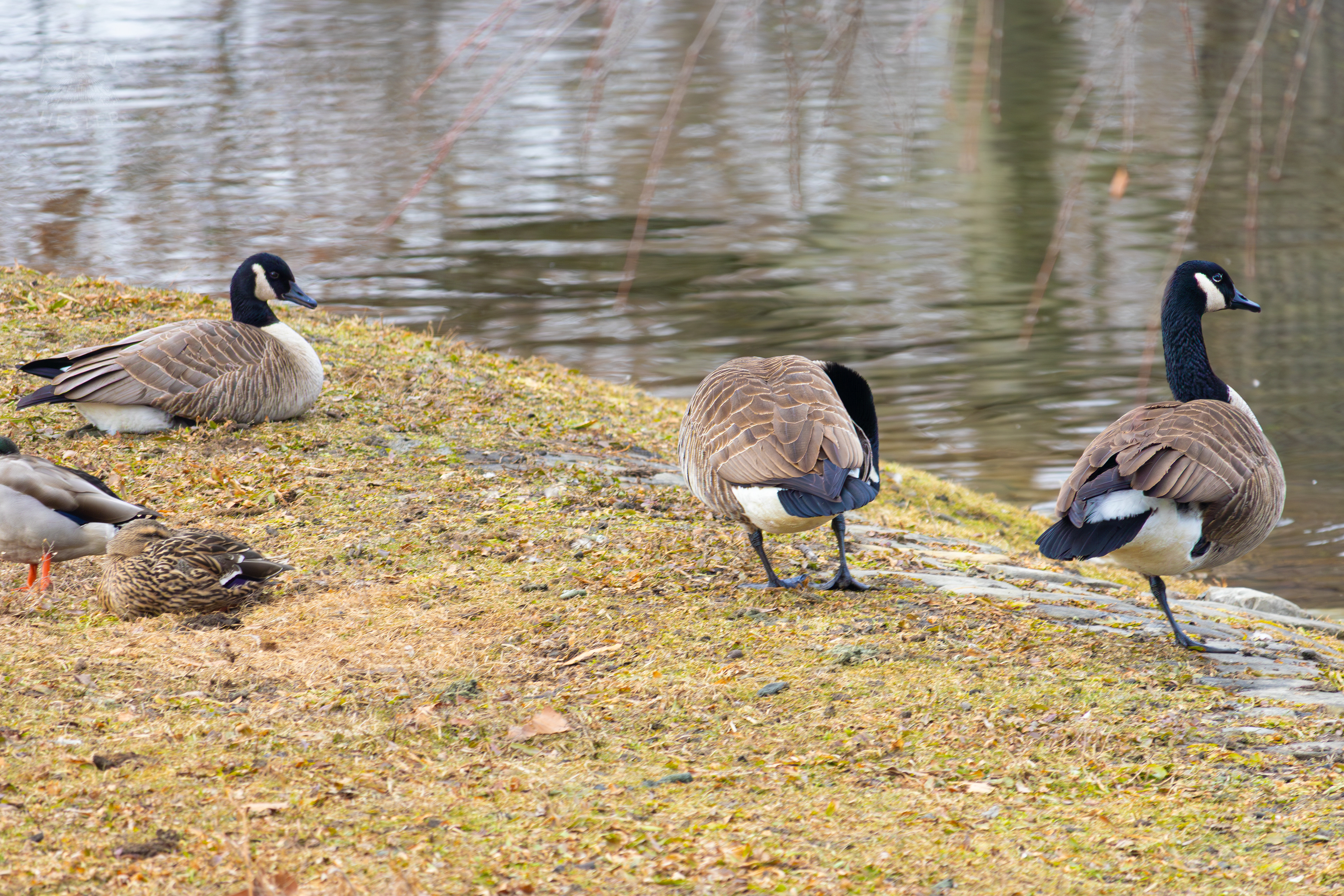 Geese and Mallards Relax on The Shore of Lake Elizabeth Outside The National Aviary in Pittsburgh Pennsylvania. February 26th, 2025/Aspen Hester