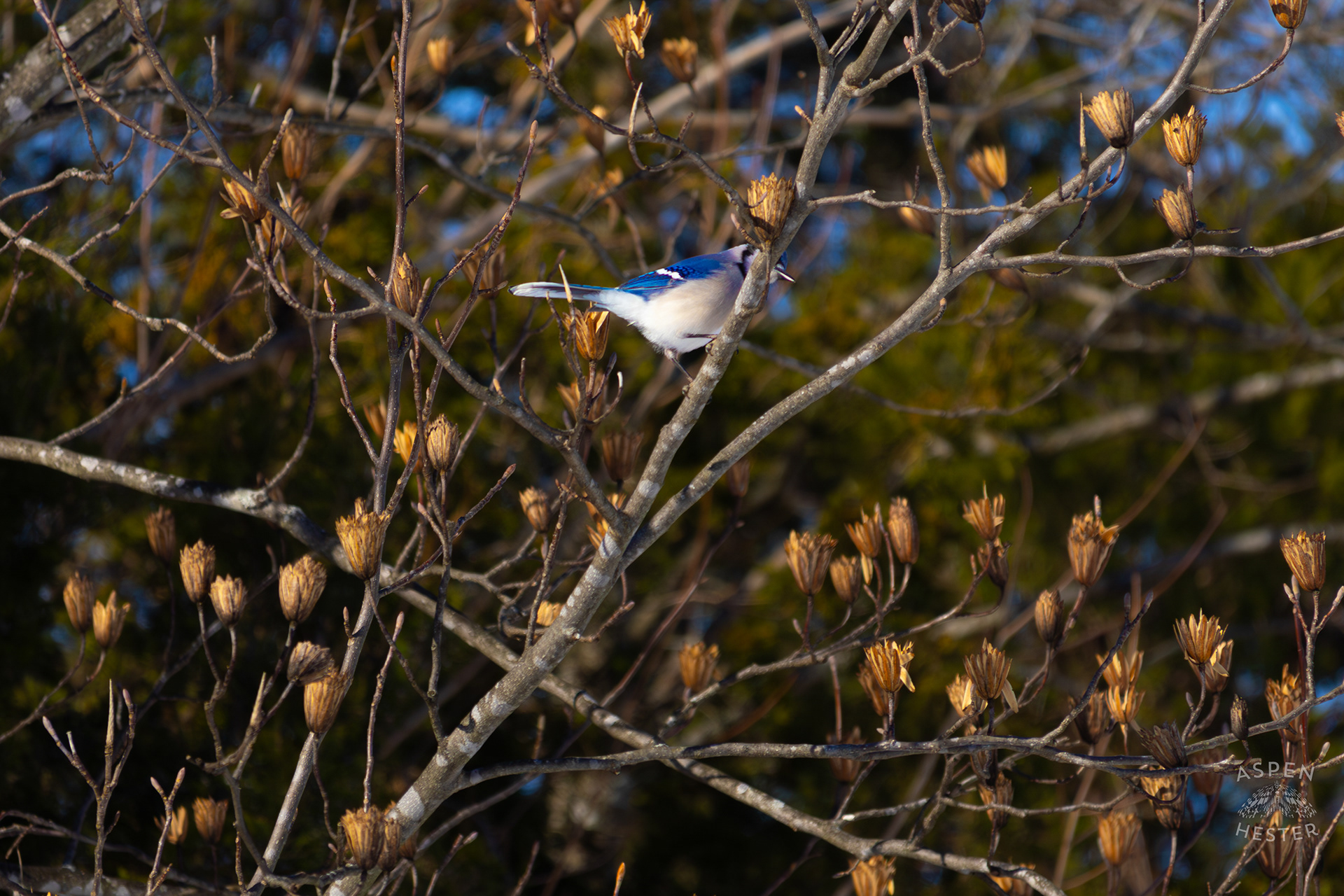 A Blue Jay Sits in A Tulip Tree in The Snowy Landscape of my Backyard. January 13th, 2025/Aspen Hester