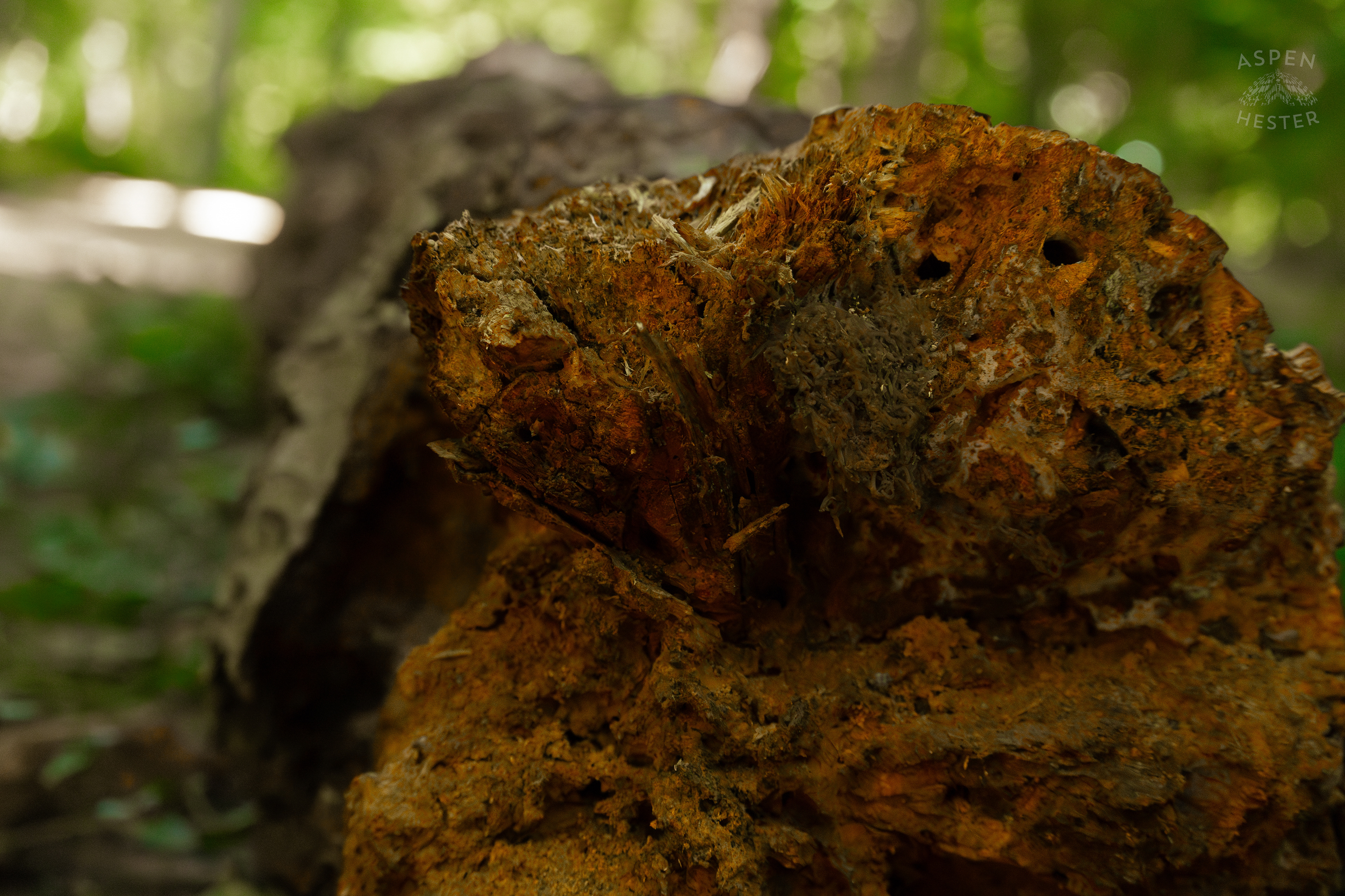 Fallen Logs in Cherokee Park. June 11th, 2024/Aspen Hester