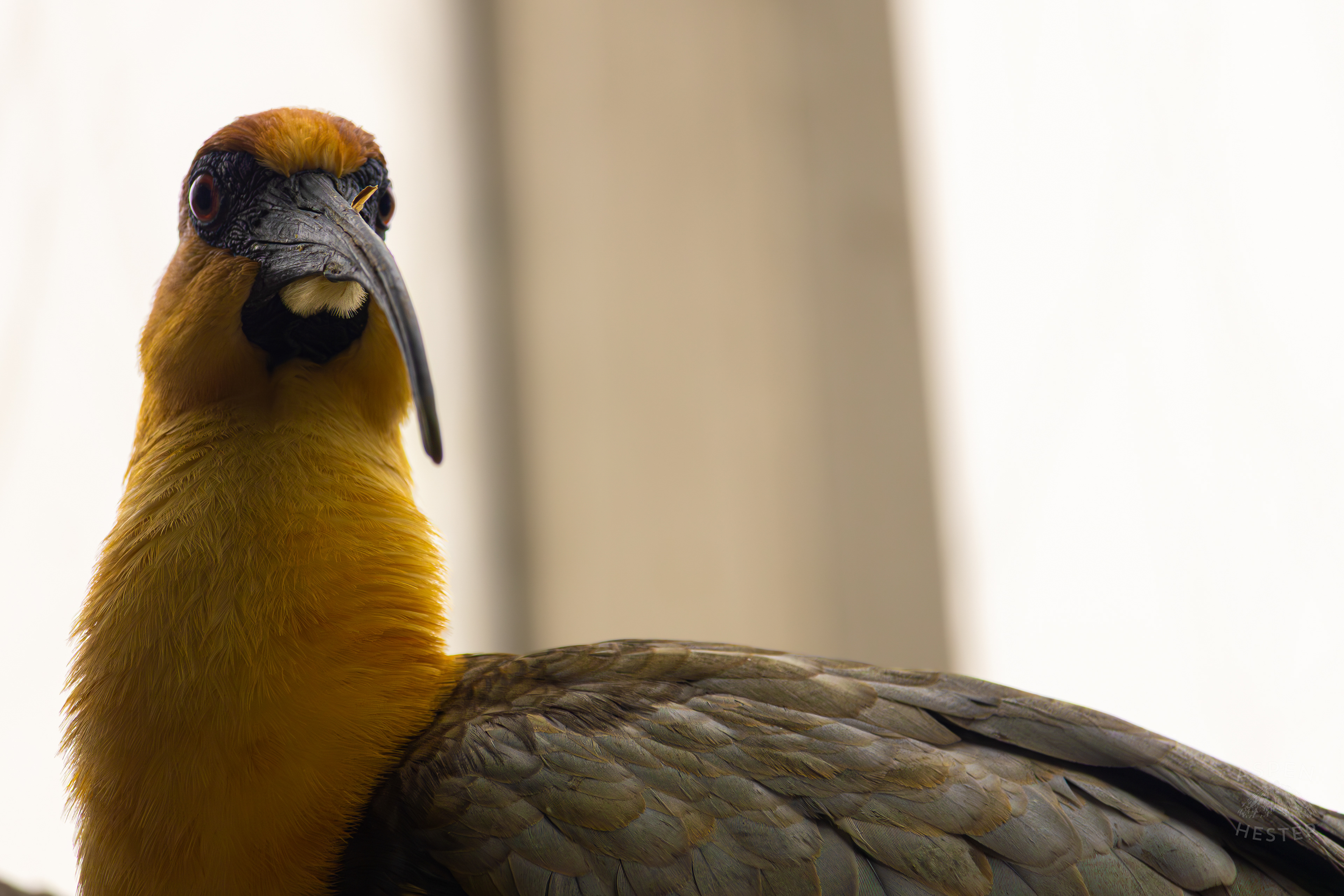 A Black-Faced Ibis Minds Its Business in The Wetlands Inside The National Aviary in Pittsburgh Pennsylvania. February 26th, 2025/Aspen Hester