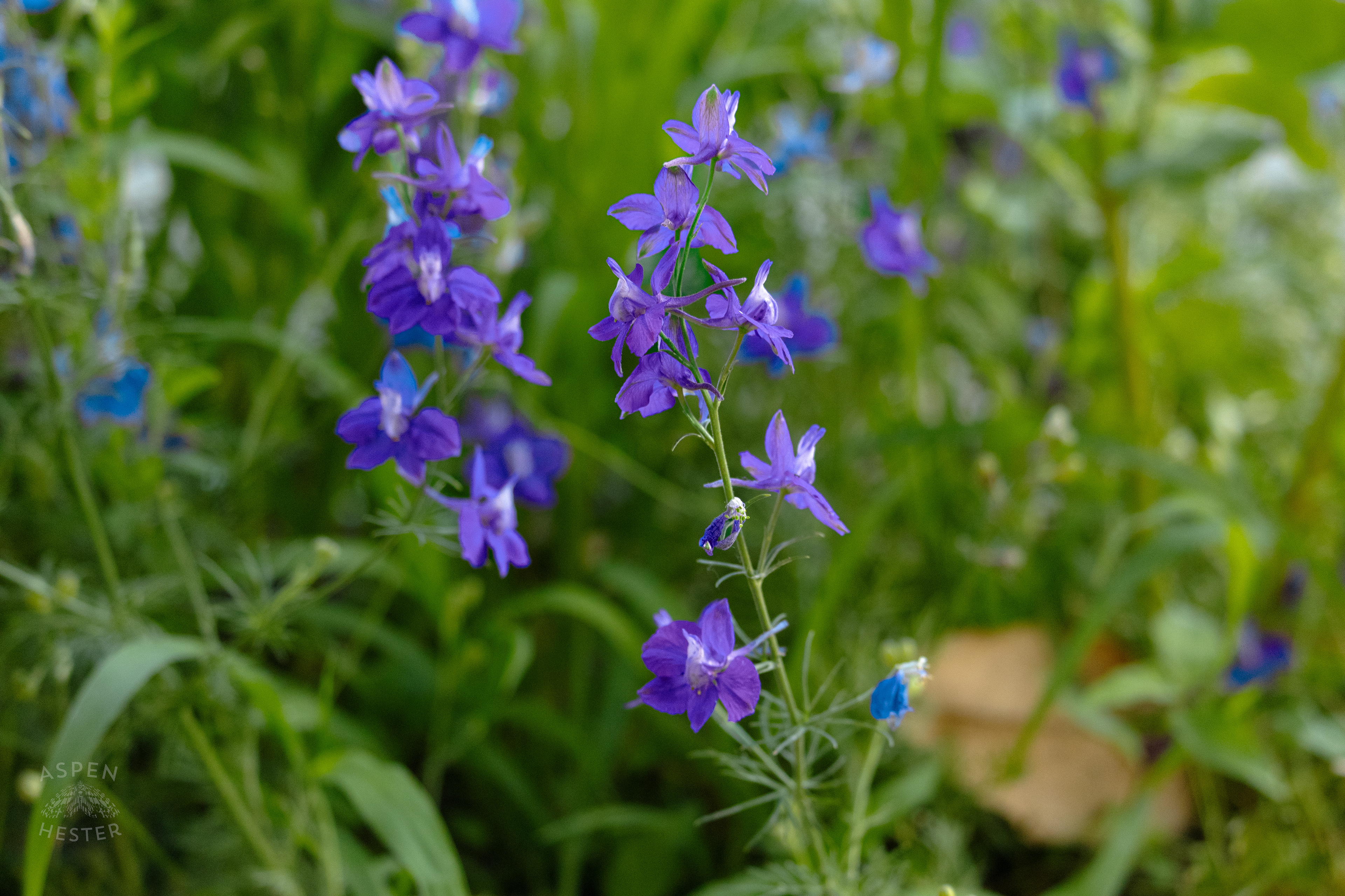 Unidentified Purple Flowers During Golden Hour on Preston Street. May 30th, 2024/Aspen Hester 
