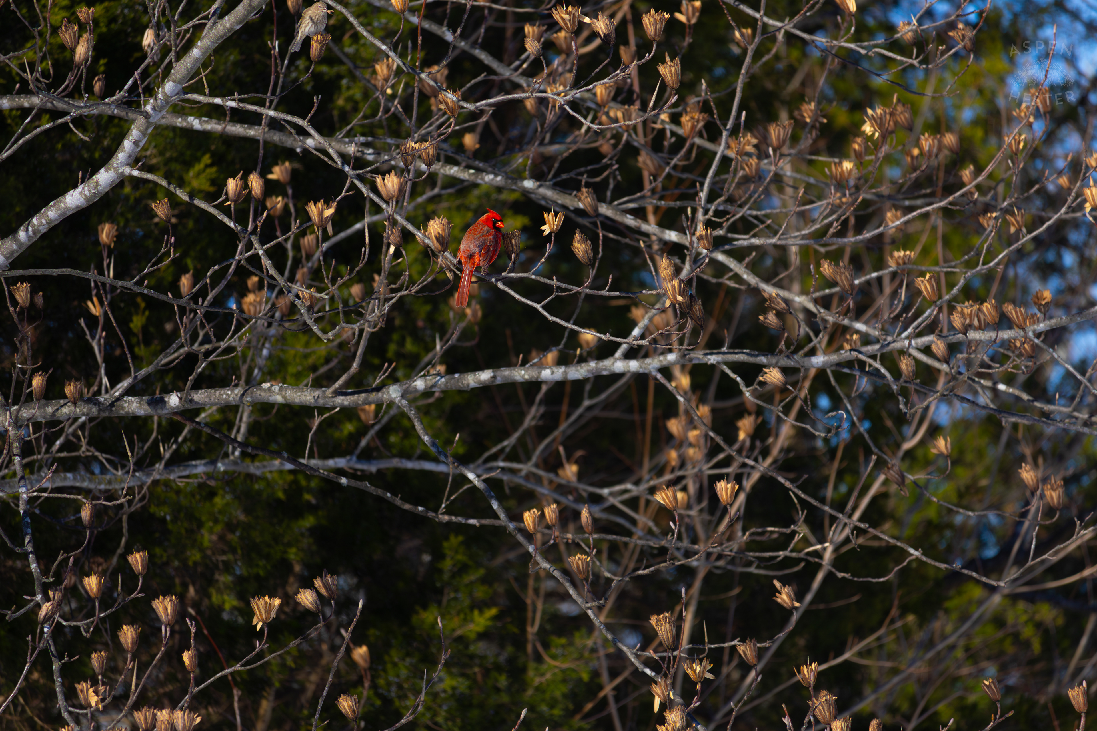 A Cardinal Sits in A Tulip Tree in my Backyard. January 13th, 2025/Aspen Hester