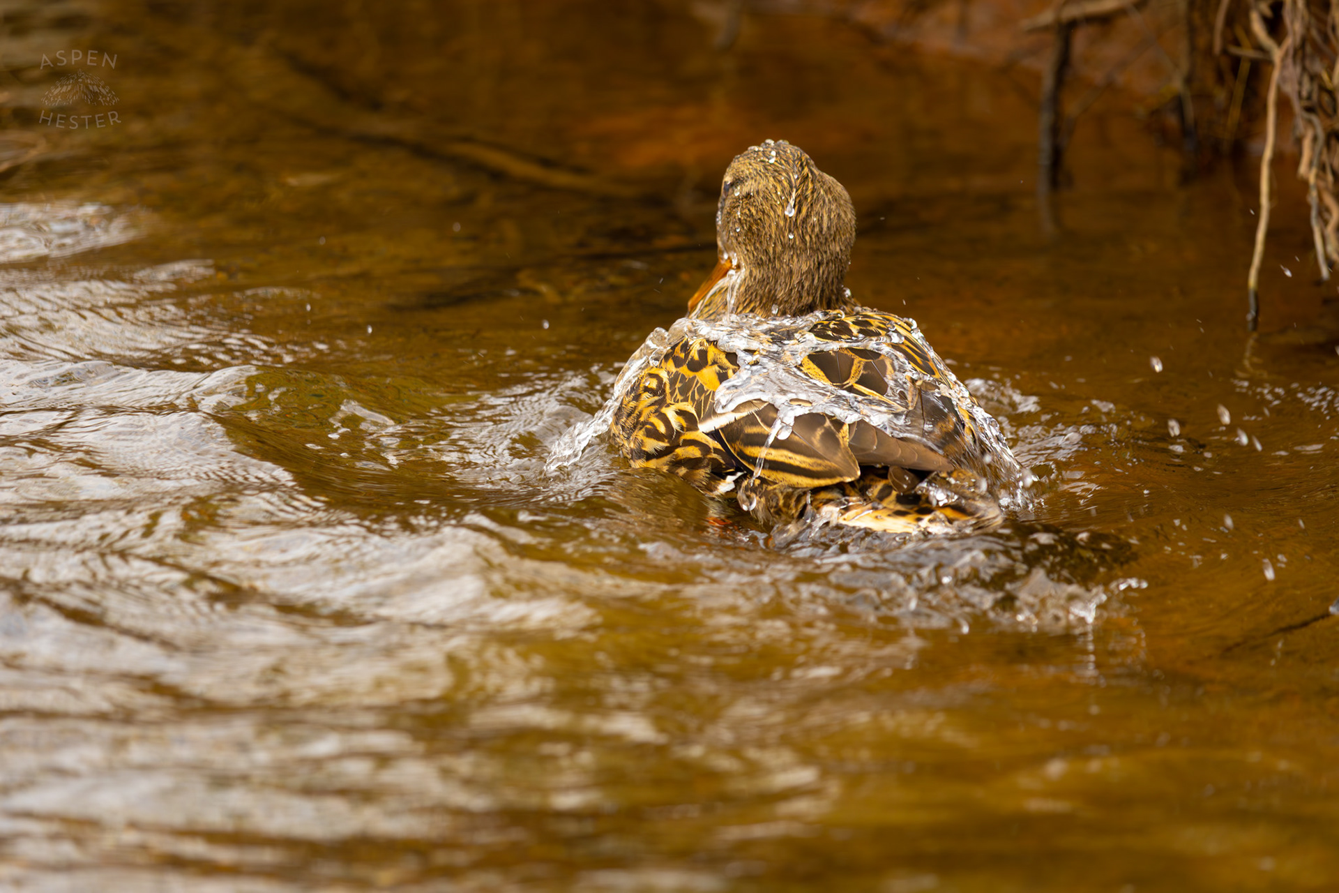 A Female Mallard Washes Herself in Middle Fork Beargrass Creek Where It Runs Through Brown Park. April 14th, 2025/Aspen Hester