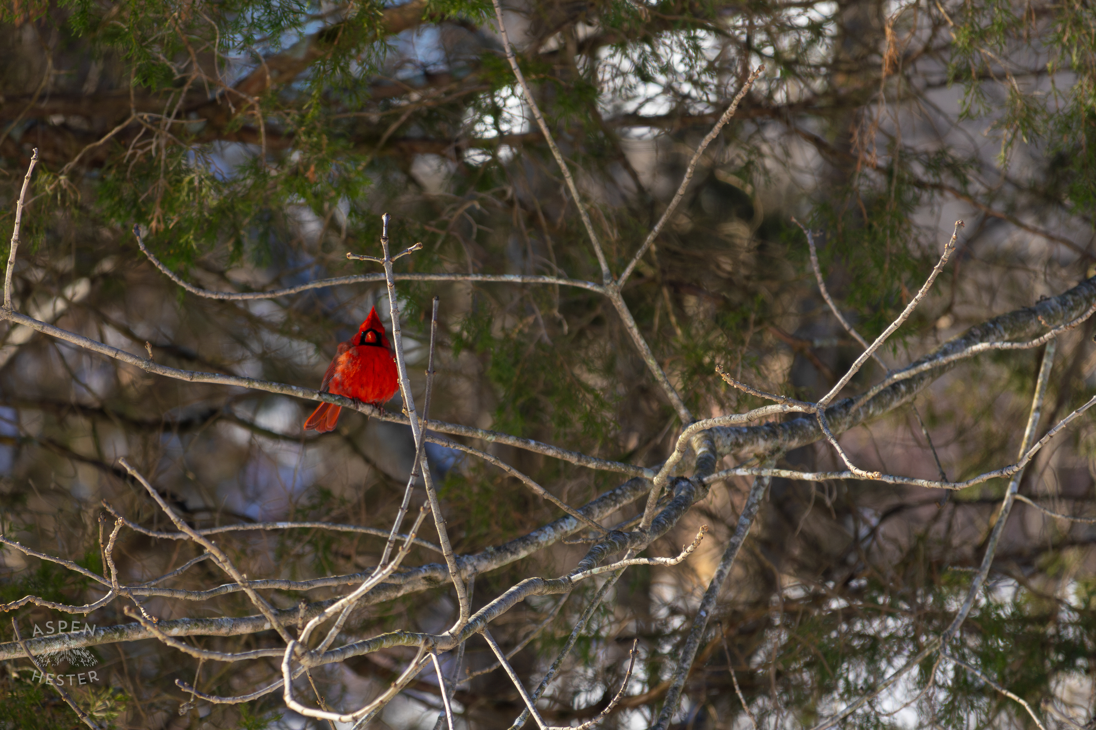 A Cardinal Sits in An Ash Tree in My Snowy Backyard. January 13th, 2025/Aspen Hester
