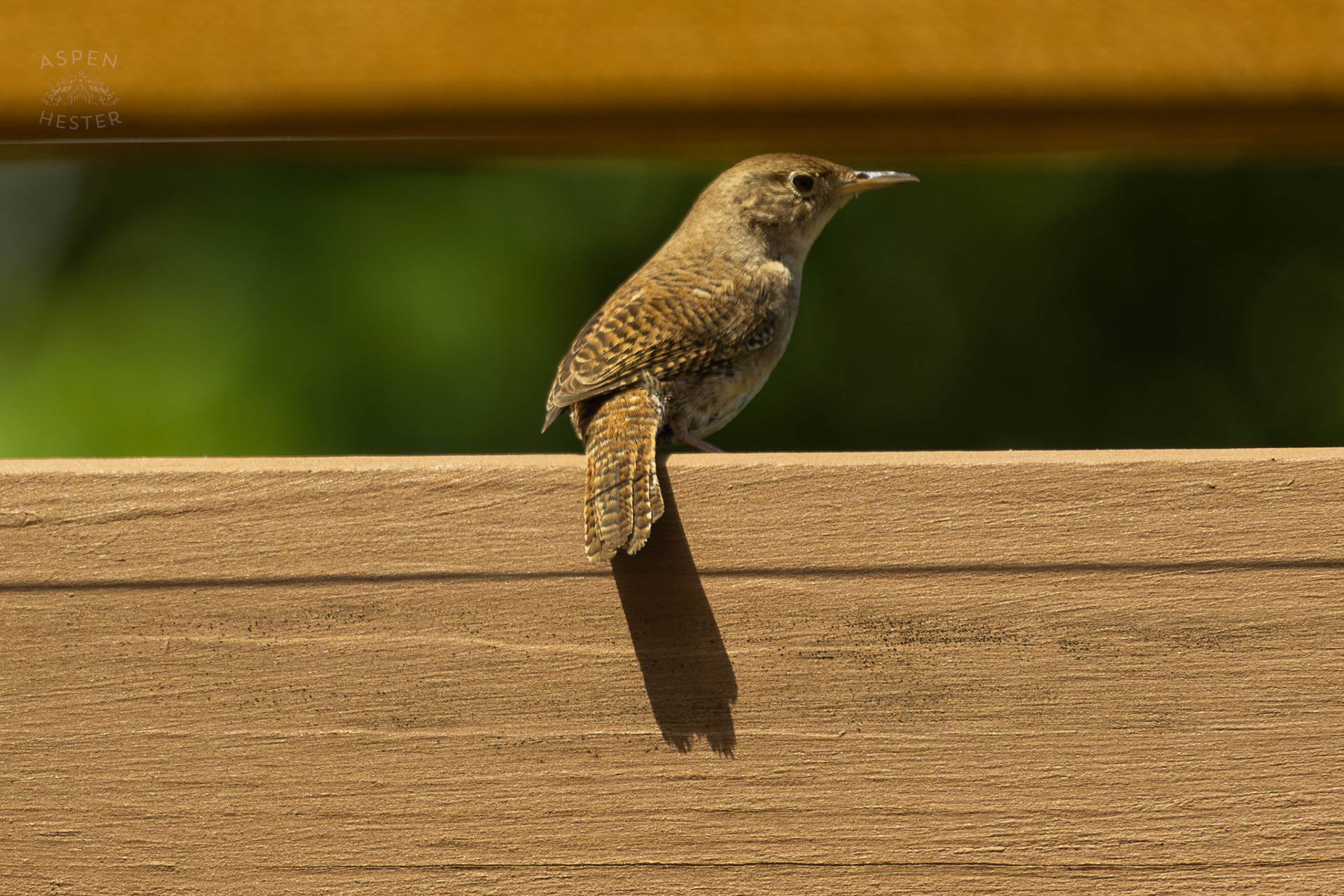 One of A Pair of Northern House Wrens Living in My Bird House. May 15th, 2025/Aspen Hester