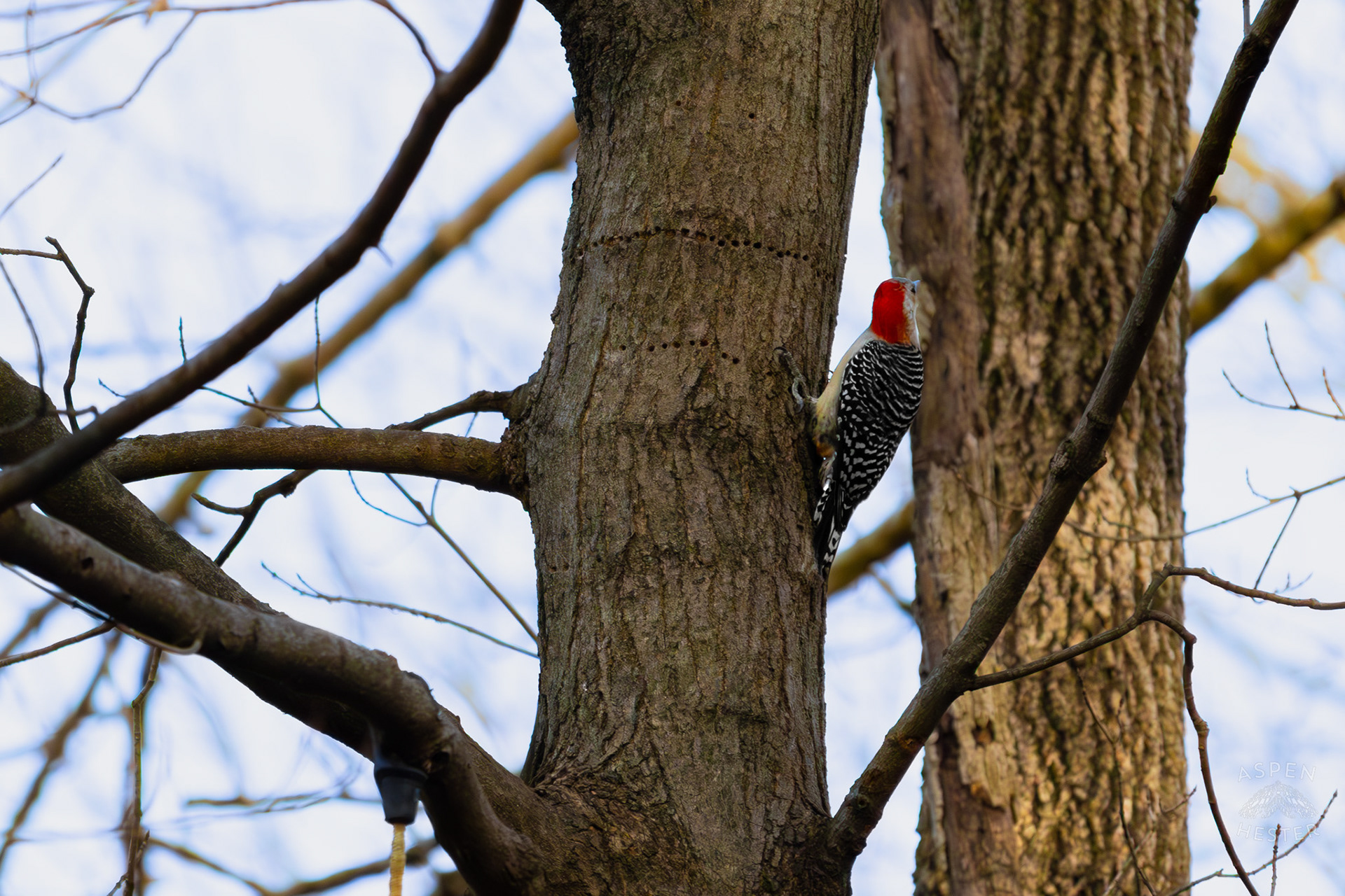A Red-Bellied Woodpecker Hunts For Food on A Tree in My Neighbor's Yard. March 29th, 2026/Aspen Hester