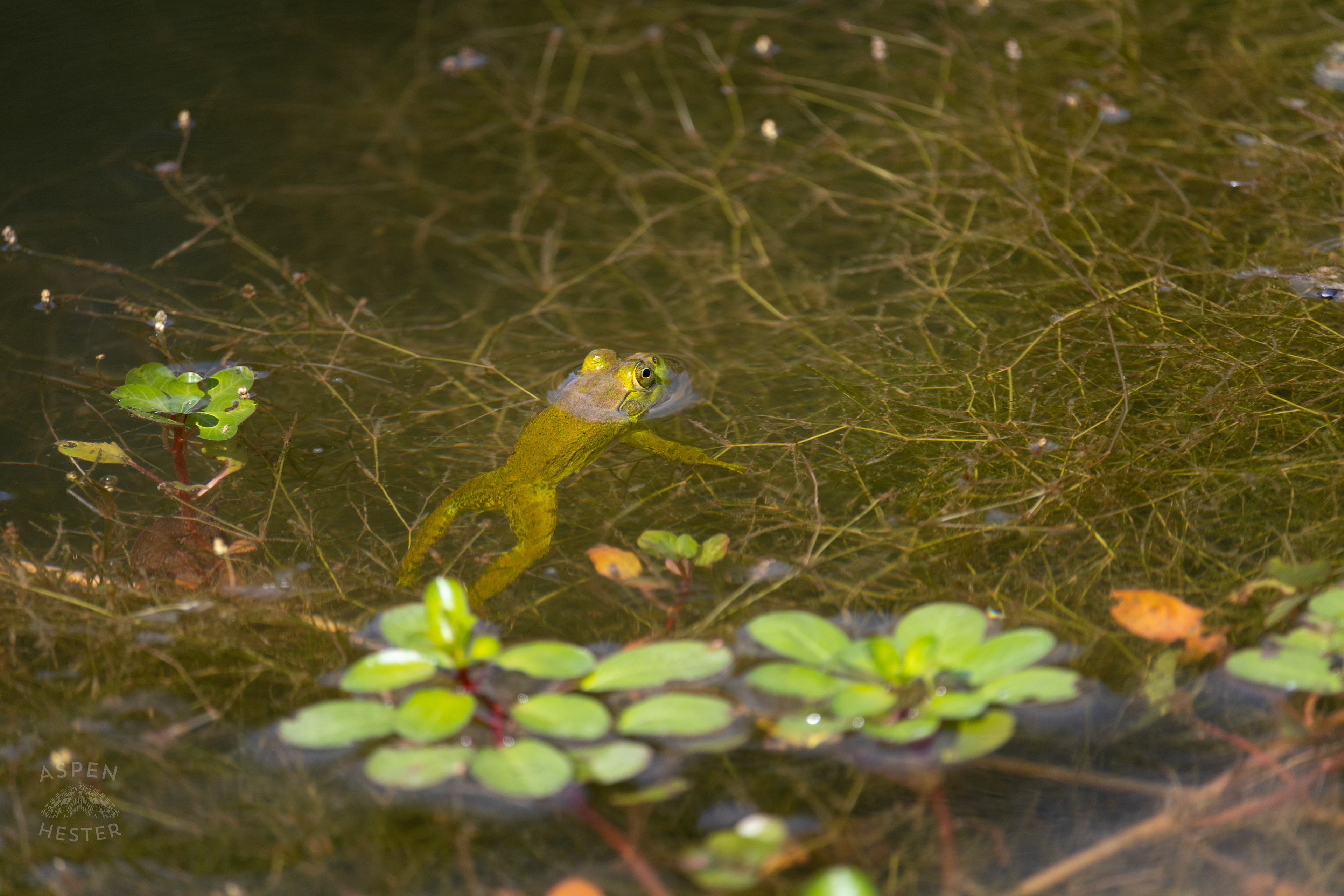 A Frog Rests Among the Floating Primrose on The Chickasaw Park Pond. August 25th, 2024/Aspen Hester