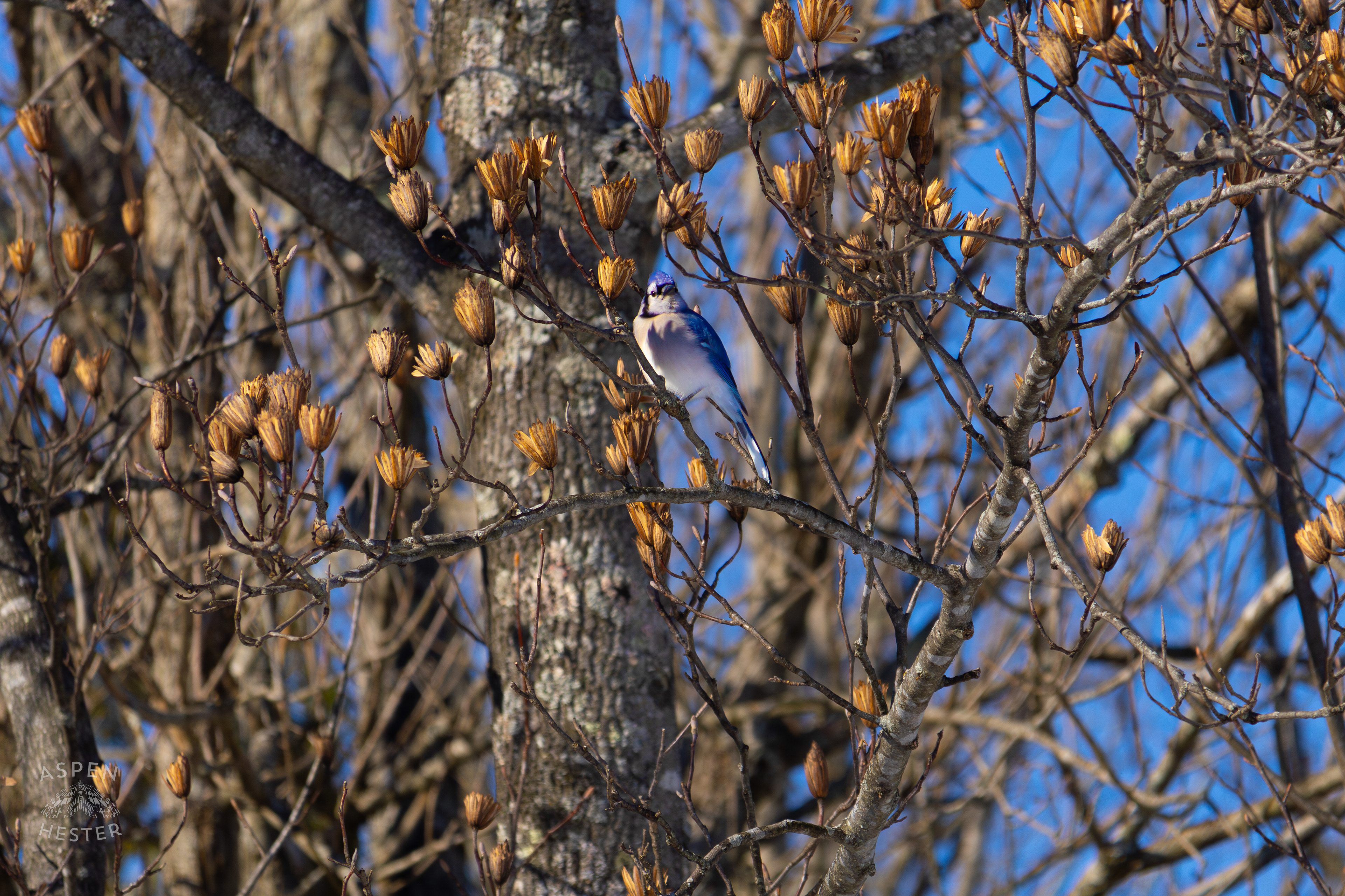 A Blue Jay Sits in A Tulip Tree in The Snowy Landscape of my Backyard. January 13th, 2025/Aspen Hester