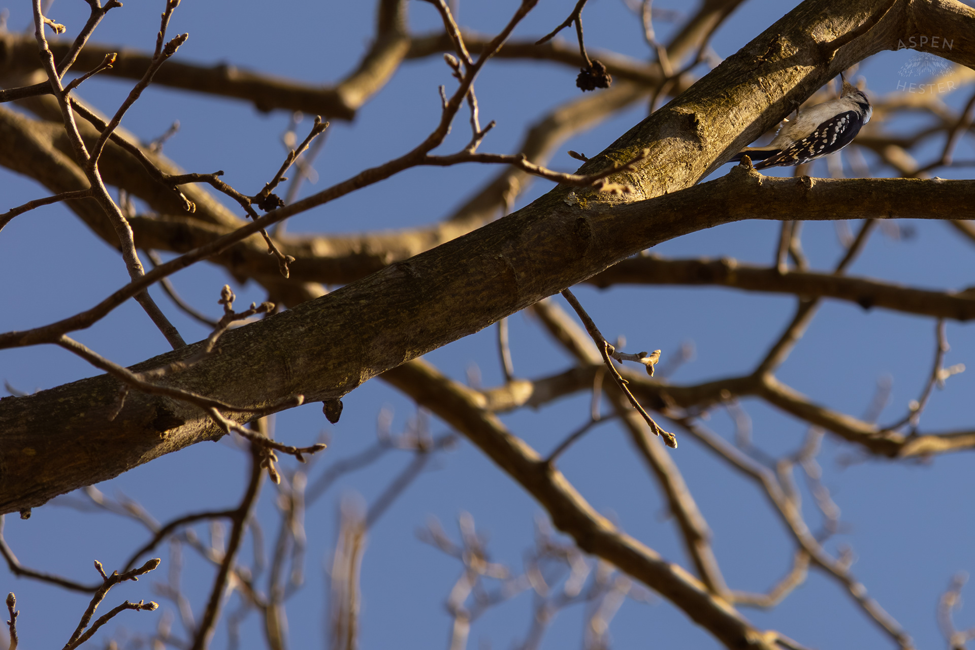 A Hairy Woodpecker Pecks at The Bark of A Tree in Wendell Moore Park Right Before Spring. March 18th, 2025/Aspen Hester