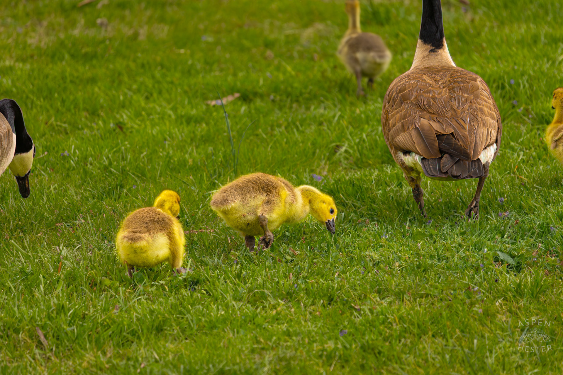 New Parent Geese Lead Their Young Grazing Goslings Through Brown Park. April 14th, 2025/Aspen Hester