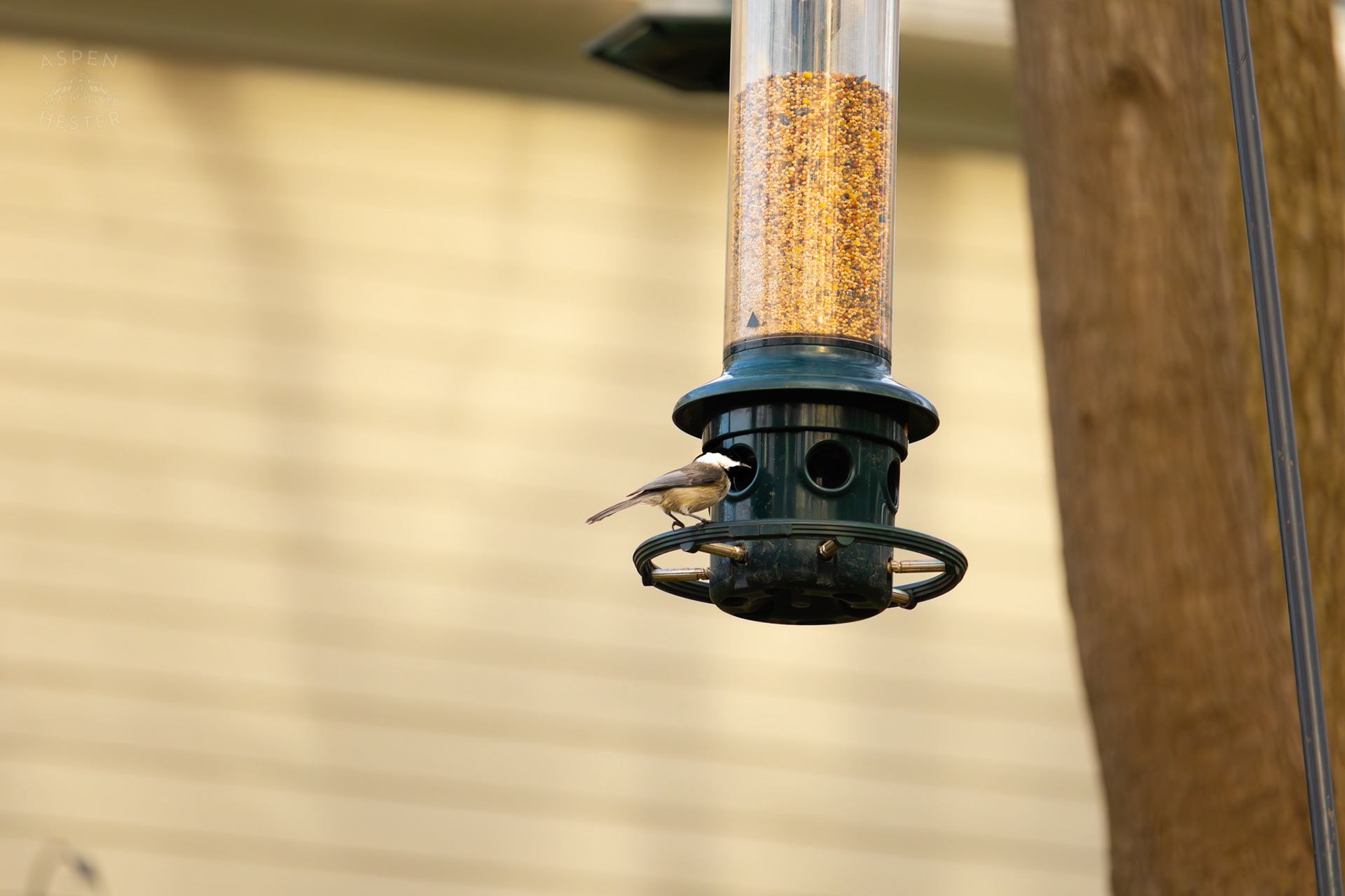 A Carolina Chickadees Eats From A Birdfeeder in My Neighbor's Yard. March 29th, 2026/Aspen Hester