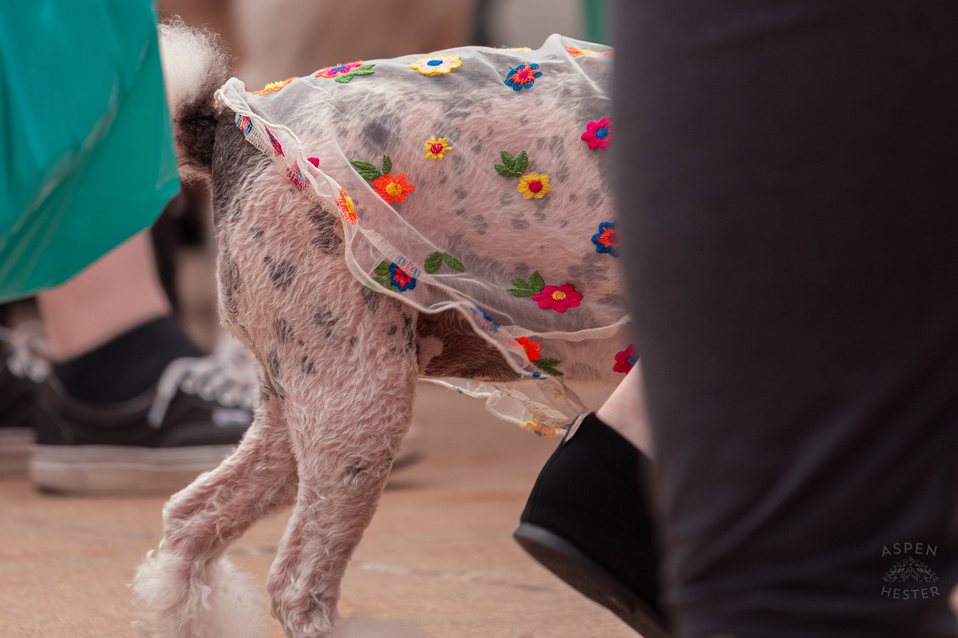 A Well Groomed Poodle Sports A Sheer Flowered Dress at Westport Village’s 5th Annual Puppy Palooza. April 19th, 2025/Aspen Hester
