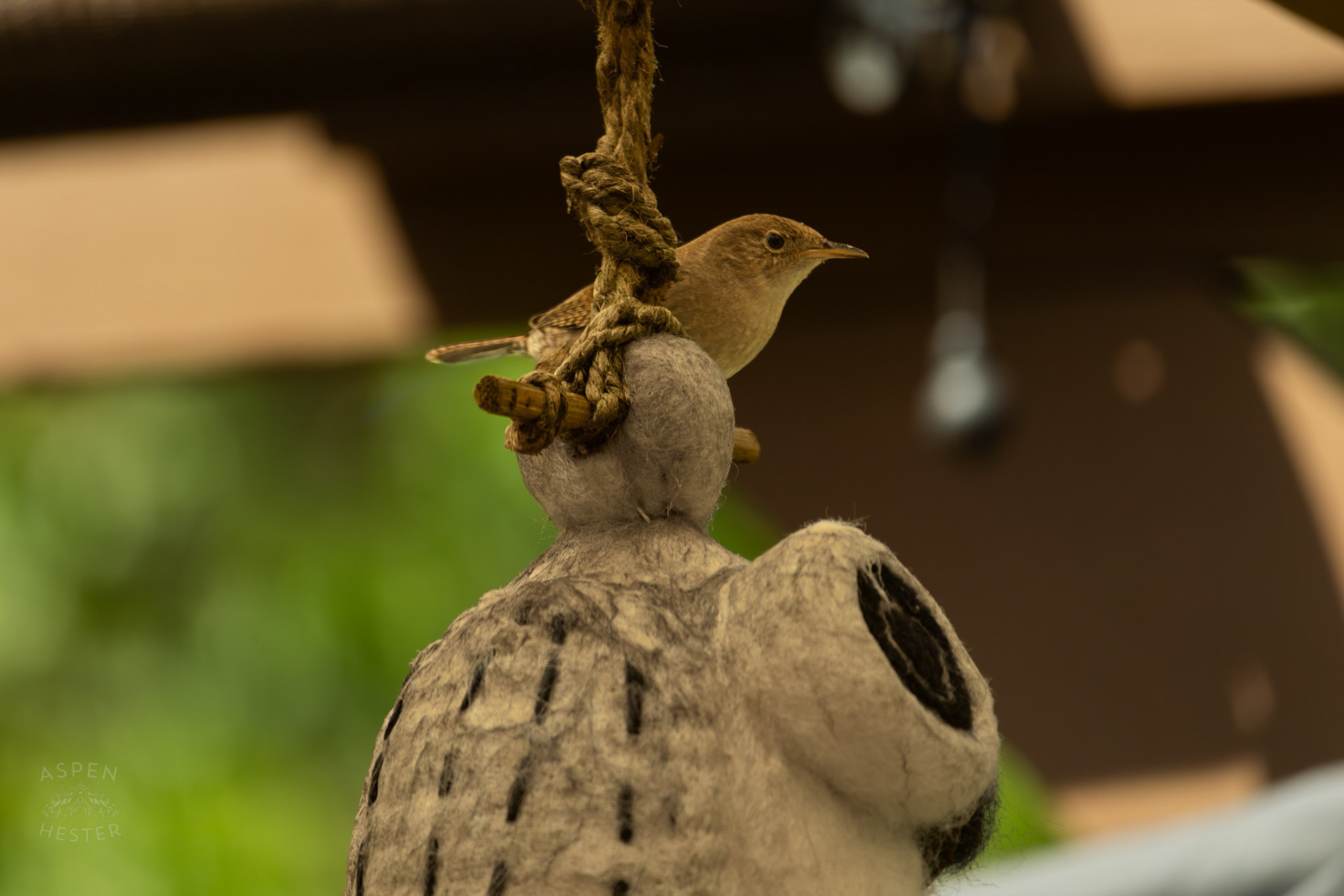 One of A Pair of Northern House Wrens Living in My Bird House. May 15th, 2025/Aspen Hester