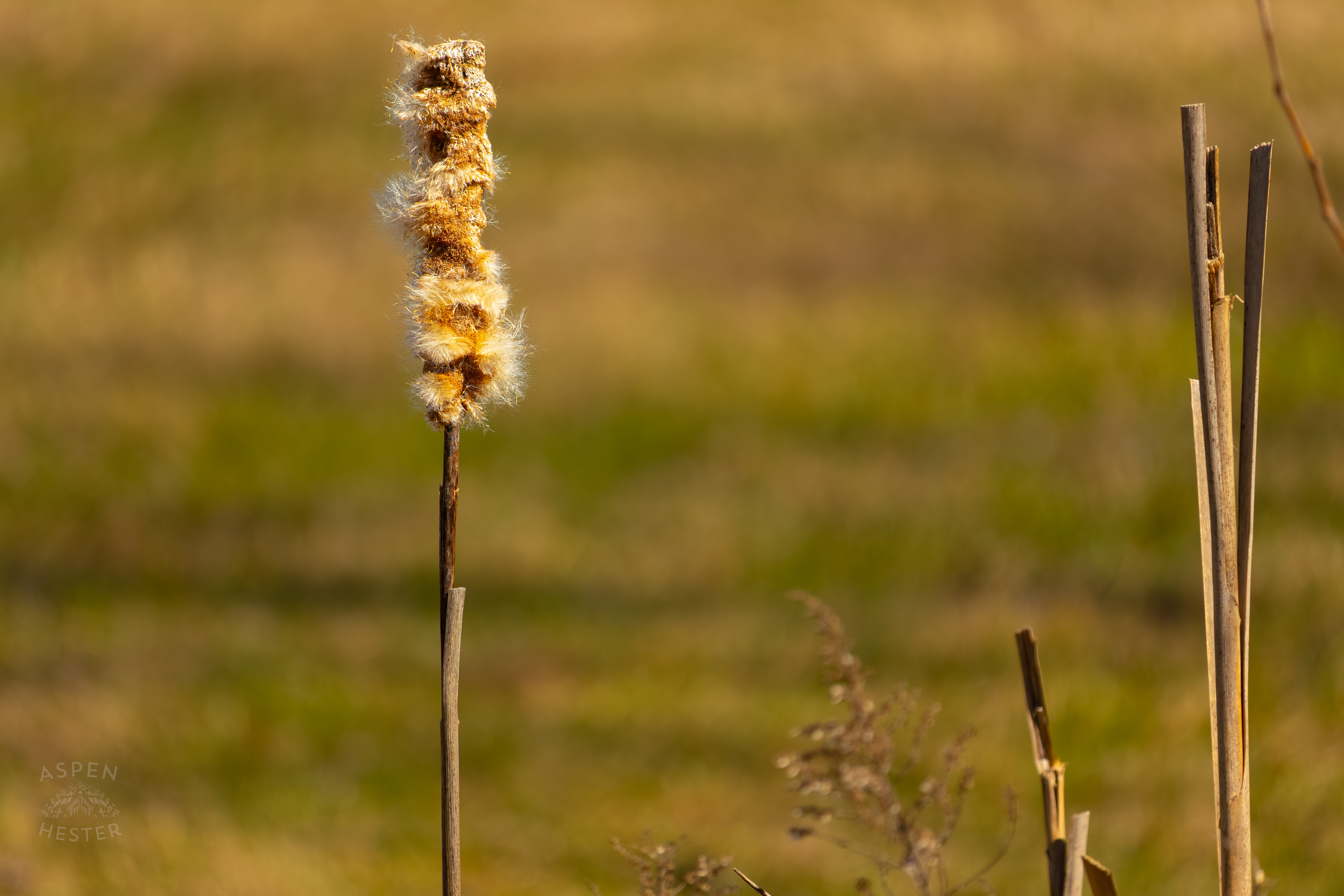 A Flowering Cattail in Wendell Moore Park Right Before Spring. March 18th, 2025/Aspen Hester