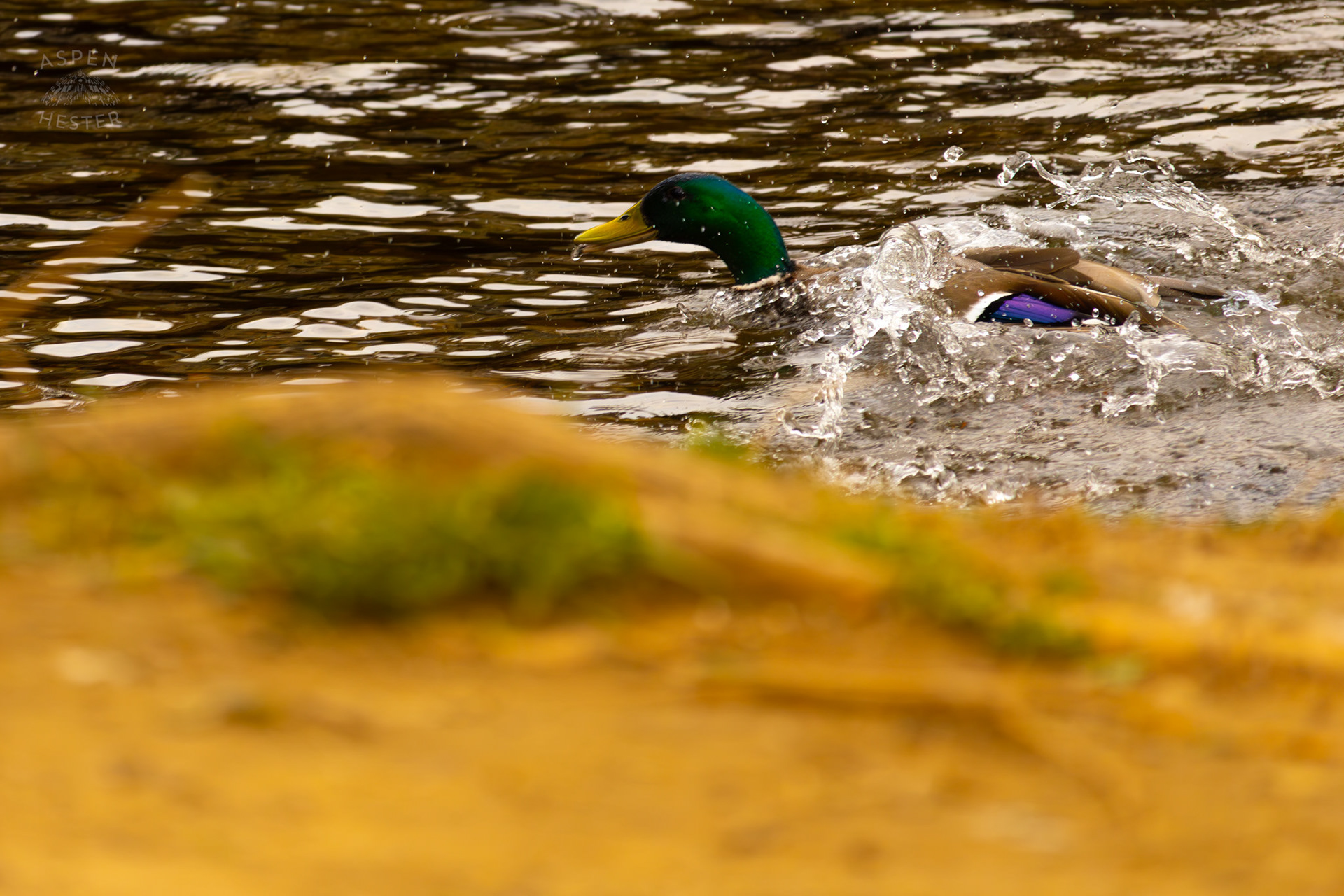 A Male Mallard Freaks Out in The Water of Middle Fork Beargrass Creek Where It Runs Through Brown Park. April 14th, 2025/Aspen Hester