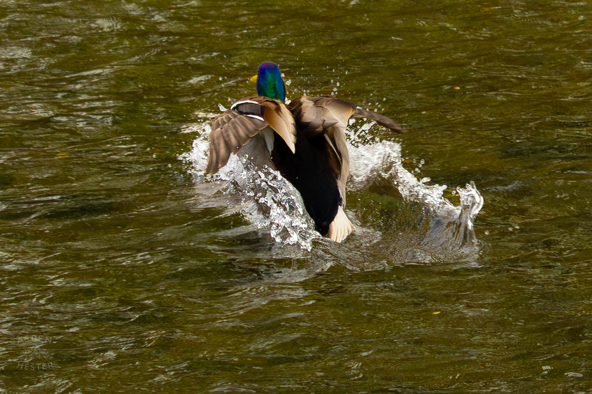 A Male Mallard Flies into Middle Fork Beargrass Creek Where It Runs Through Brown Park. April 14th, 2025/Aspen Hester